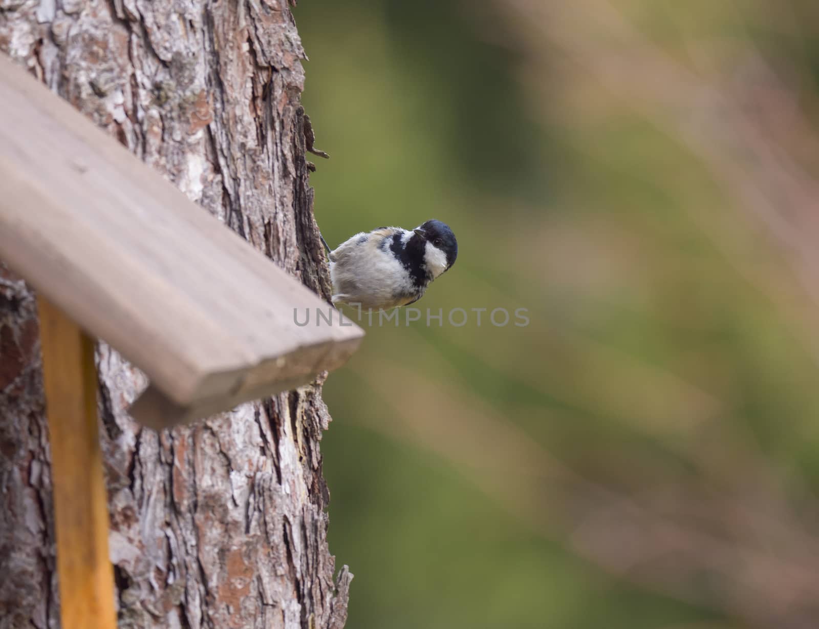 Close up coal tit or cole tit, Periparus ater bird perched on the bird feeder table with sunflower seed. Bird feeding concept. Selective focus. by Henkeova