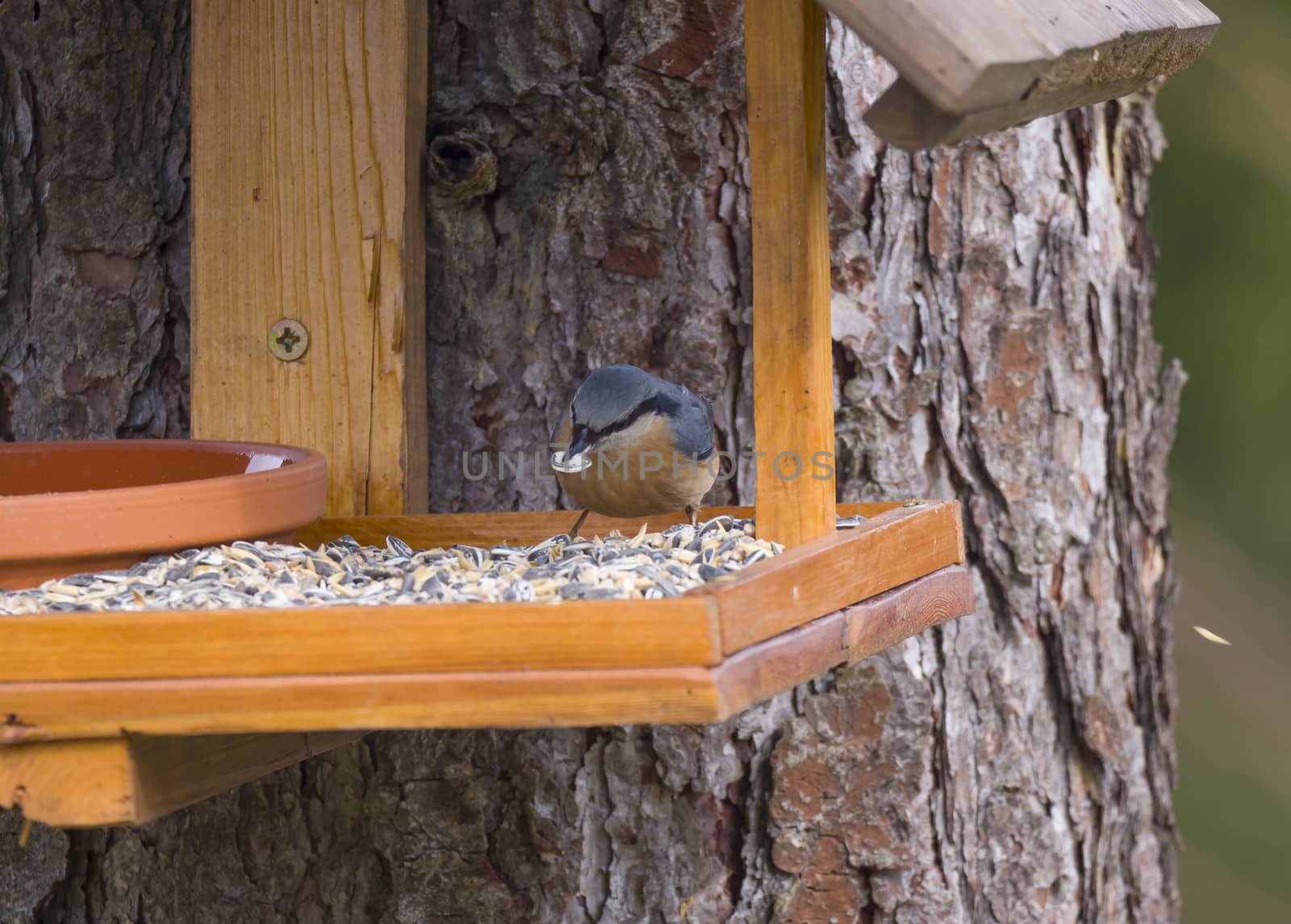 Close up wood Nuthatch or Eurasian nuthatch, Sitta europaea perched on the bird feeder table with sunflower seed in beak. Bird feeding concept by Henkeova