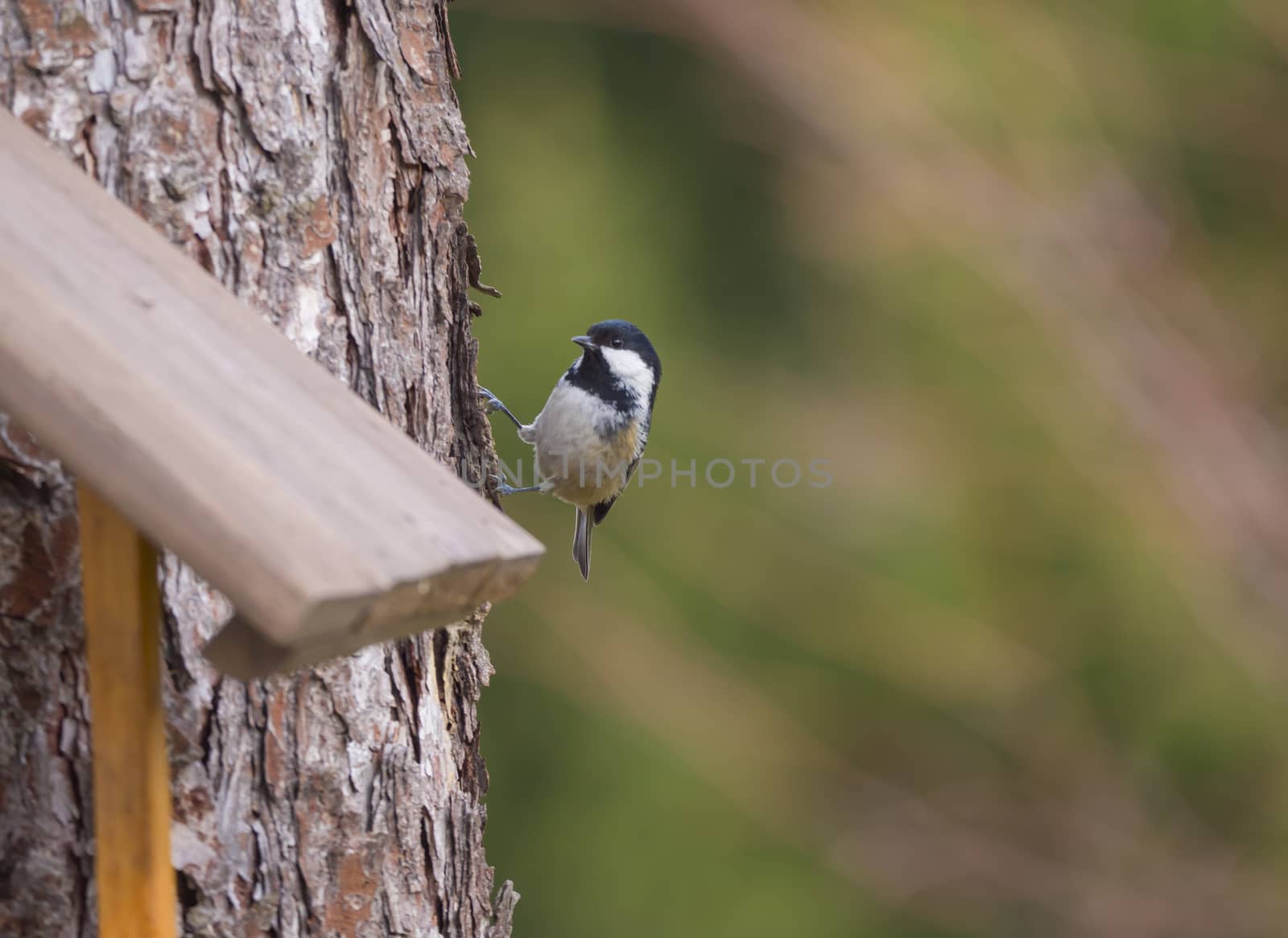 Close up coal tit or cole tit, Periparus ater bird perched on the bird feeder table with sunflower seed. Bird feeding concept. Selective focus