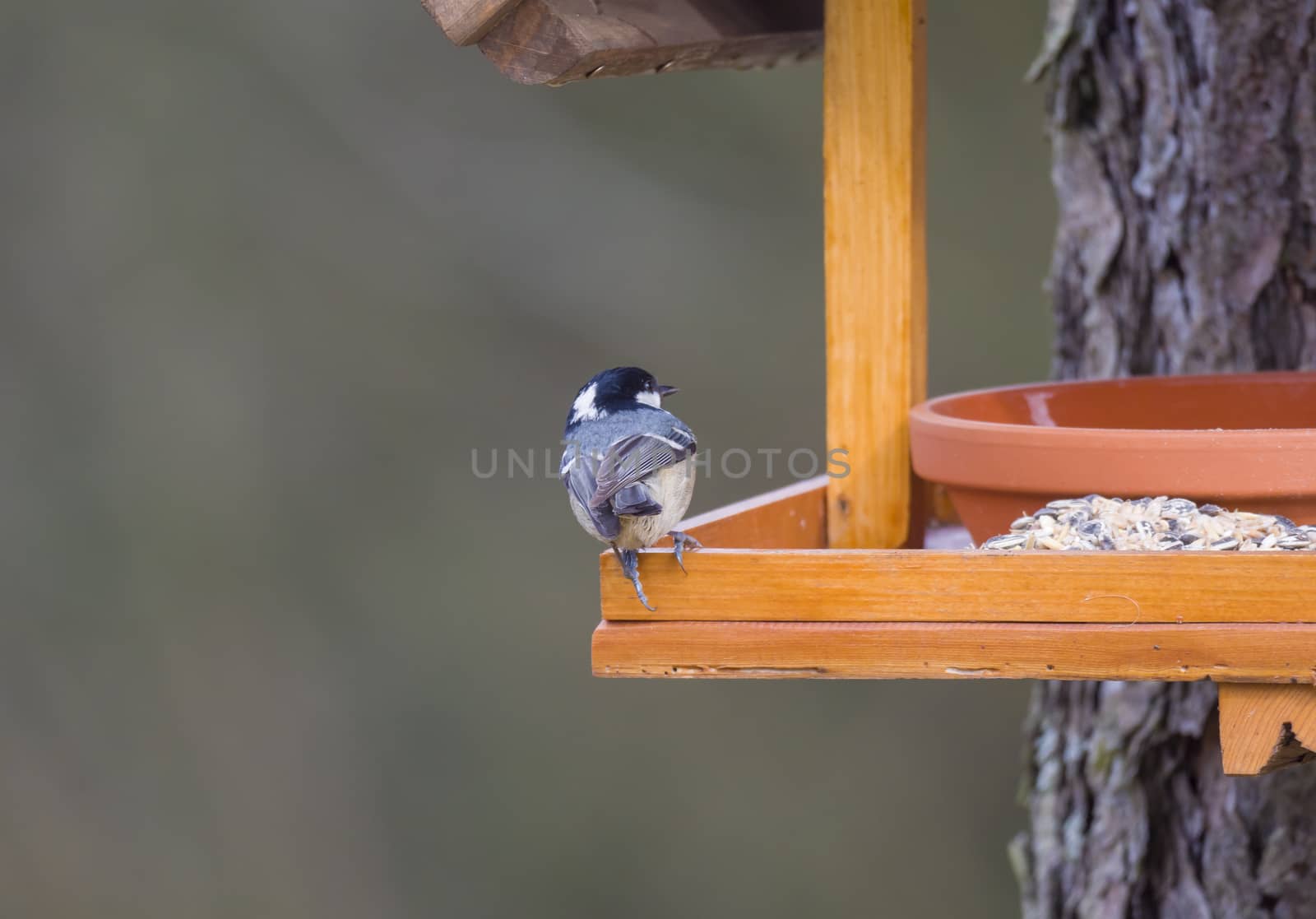 Close up coal tit or cole tit, Periparus ater bird perched on the bird feeder table with sunflower seed. Bird feeding concept. Selective focus