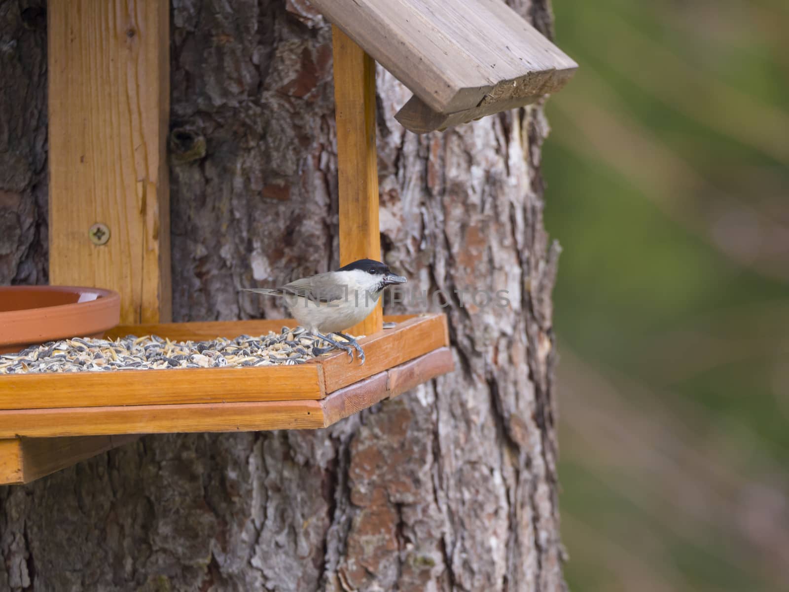 Close up Willow tit, Poecile montanus bird perched on the bird feeder table with sunflower seed. Bird feeding concept. Selective focus