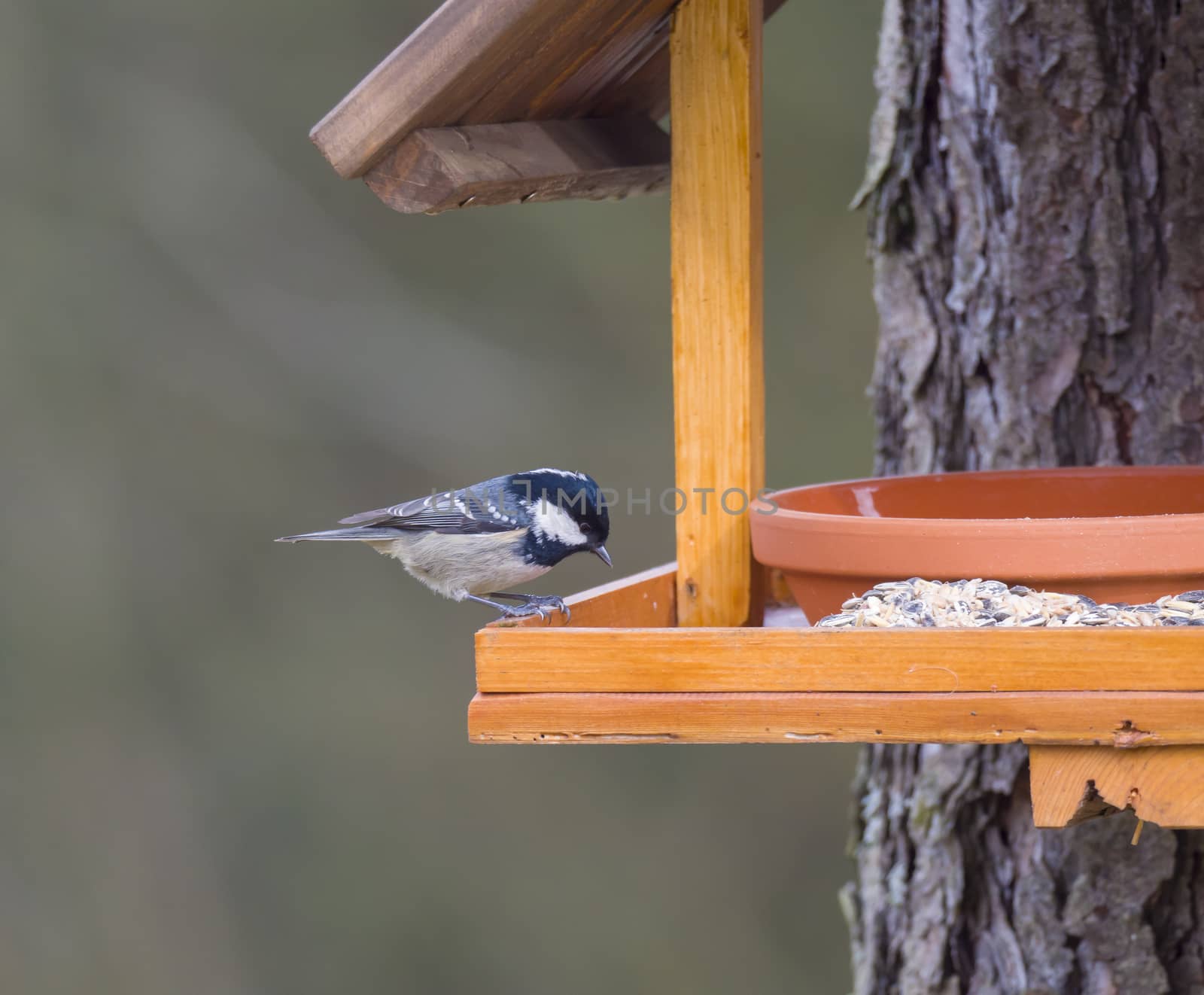 Close up coal tit or cole tit, Periparus ater bird perched on the bird feeder table with sunflower seed. Bird feeding concept. Selective focus. by Henkeova