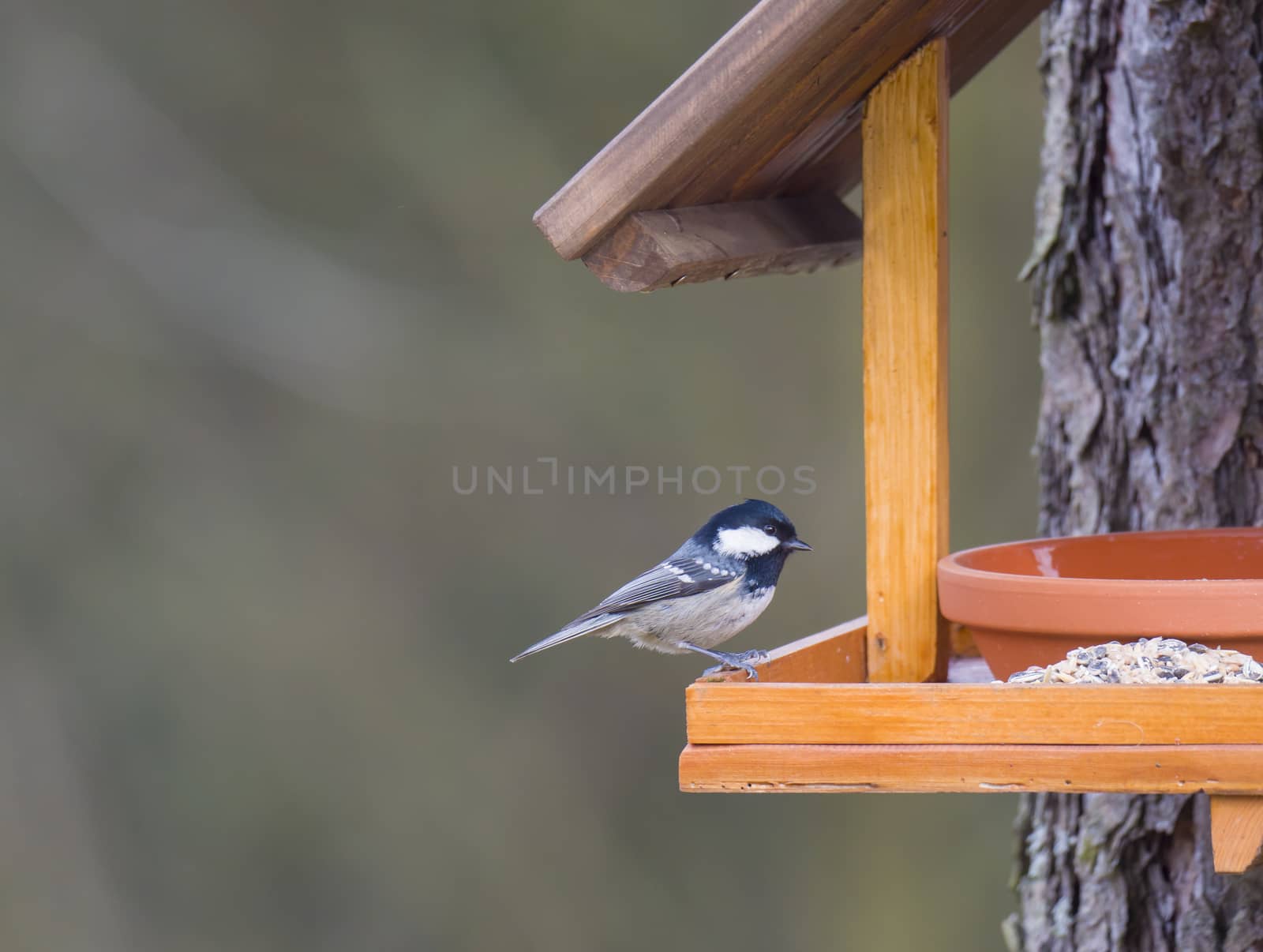 Close up coal tit or cole tit, Periparus ater bird perched on the bird feeder table with sunflower seed. Bird feeding concept. Selective focus. by Henkeova