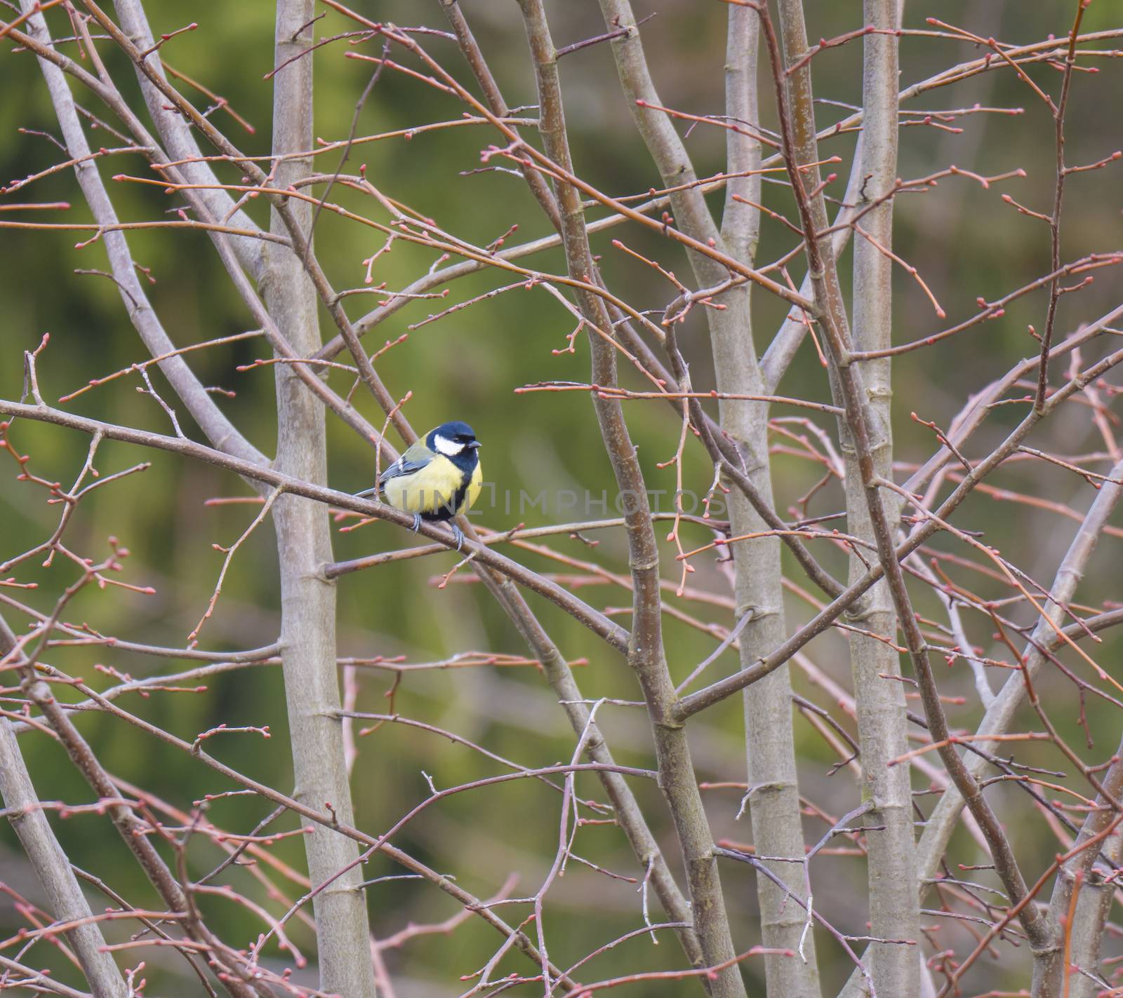 Great tit, Parus major bird perched in shrub bare tree branches, selective focus, copy space. by Henkeova