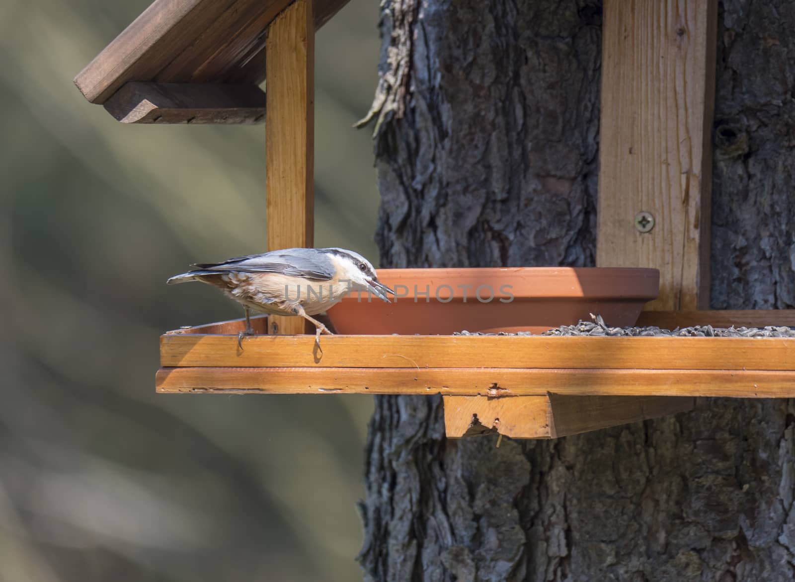 Close up wood Nuthatch or Eurasian nuthatch, Sitta europaea perched on the bird feeder table with sunflower seed in beak. Bird feeding concept by Henkeova