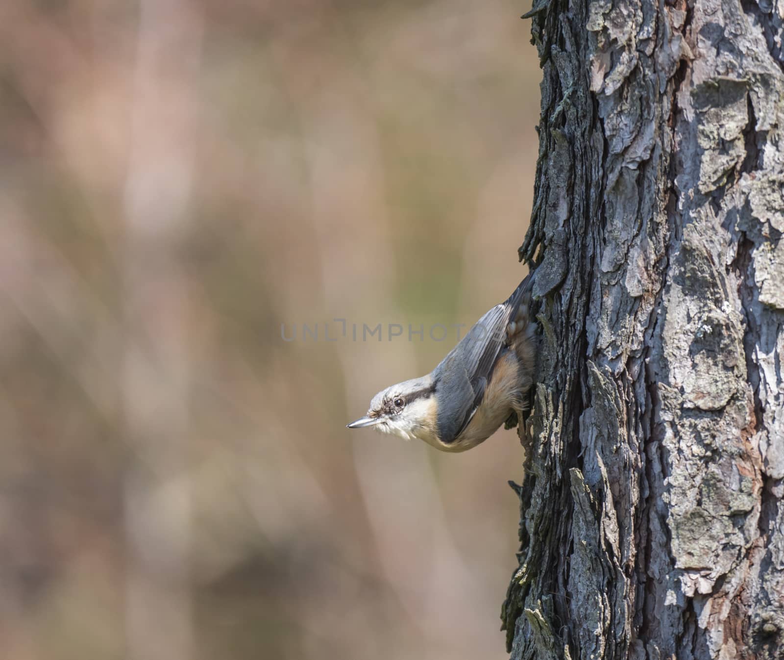 Close up wood Nuthatch or Eurasian nuthatch, climbing on larch tree trunk with head down. Green bokeh background, copy space. by Henkeova