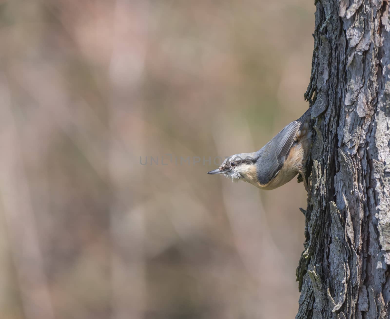 Close up wood Nuthatch or Eurasian nuthatch, climbing on larch tree trunk with head down. Green bokeh background, copy space. by Henkeova