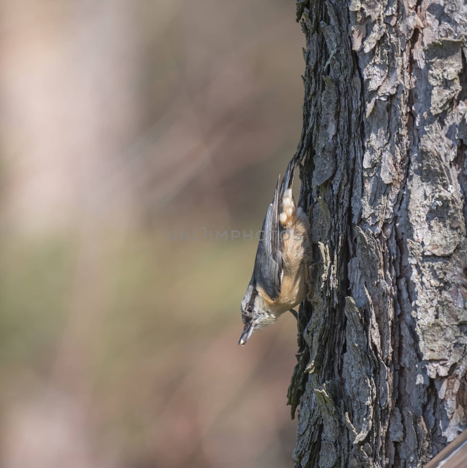 Close up wood Nuthatch or Eurasian nuthatch, climbing on larch tree trunk with head down. Green bokeh background, copy space. by Henkeova