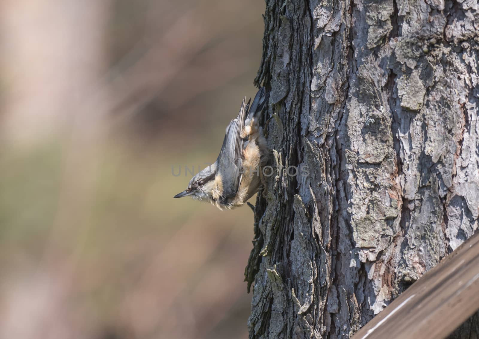 Close up wood Nuthatch or Eurasian nuthatch, climbing on larch tree trunk with head down. Green bokeh background, copy space