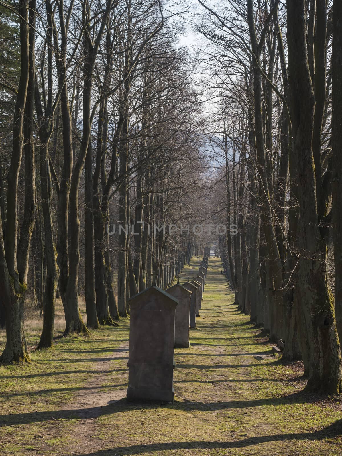 Stations of the Cross in avenue of beech tree near village Cvikov. Calvary with small chapels build in 1728 by Johann Franz Richter. Pilgrimage place Luzicke hory, Lusatian Mountains, spring, blue sky by Henkeova