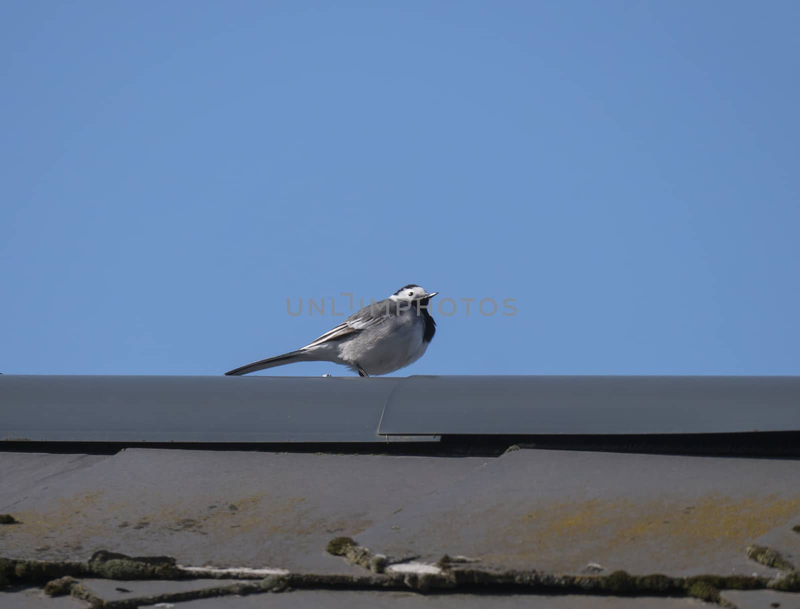 Female White Wagtail Motacilla alba sitting on roof top against a blue sky background. Copy space.