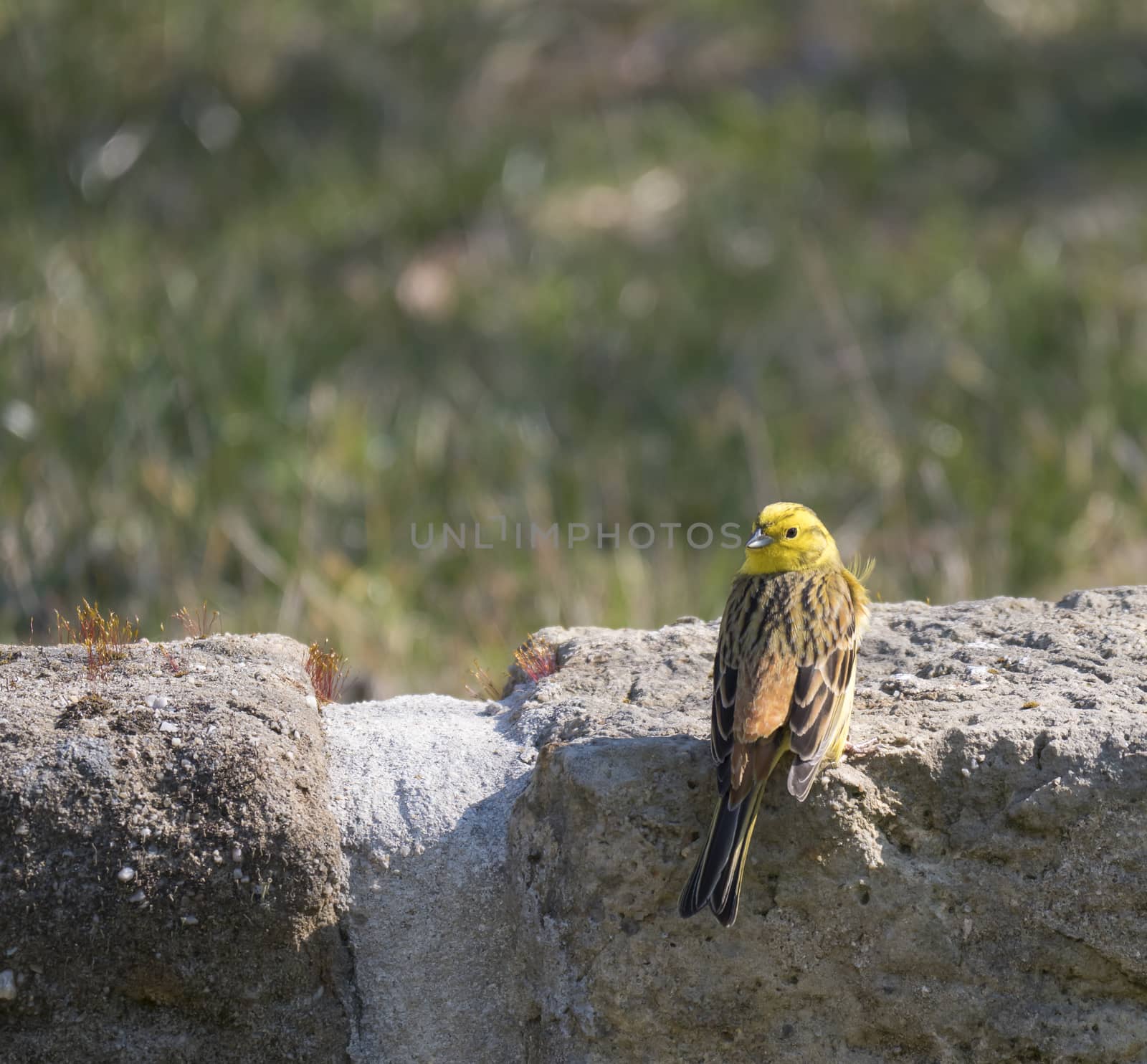 Close up male yellowhammer, Emberiza citrinella sits on the sandstone wall. yellowhammer is passerine bird in the bunting family. Green bokeh background. by Henkeova