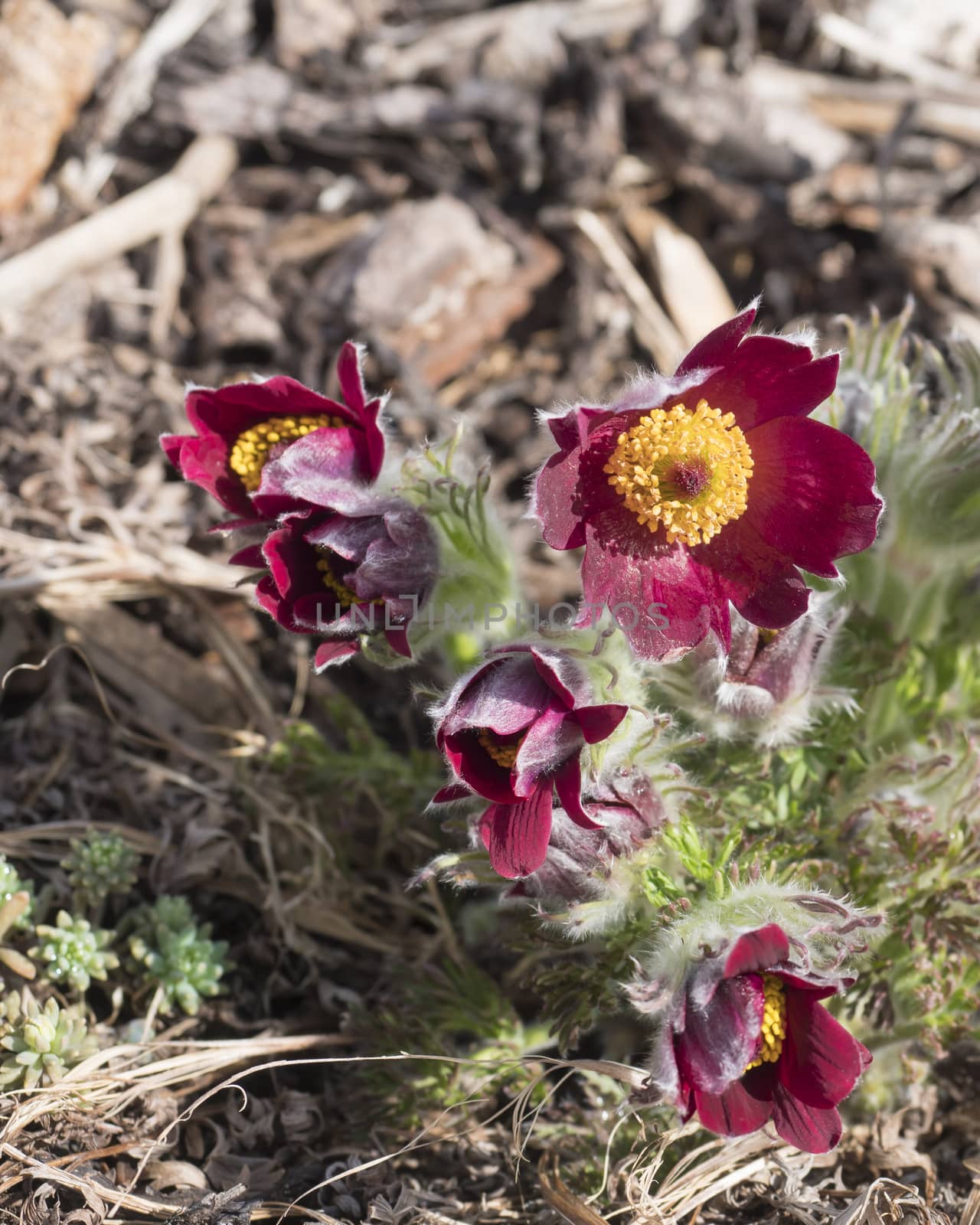 Bunch of close up Pulsatilla pratensis purple violet Flowers. pasque, prairie crocus, and cutleaf anemone crimson flowers covered with small hairs. The first spring easter flowers. Selective focus by Henkeova