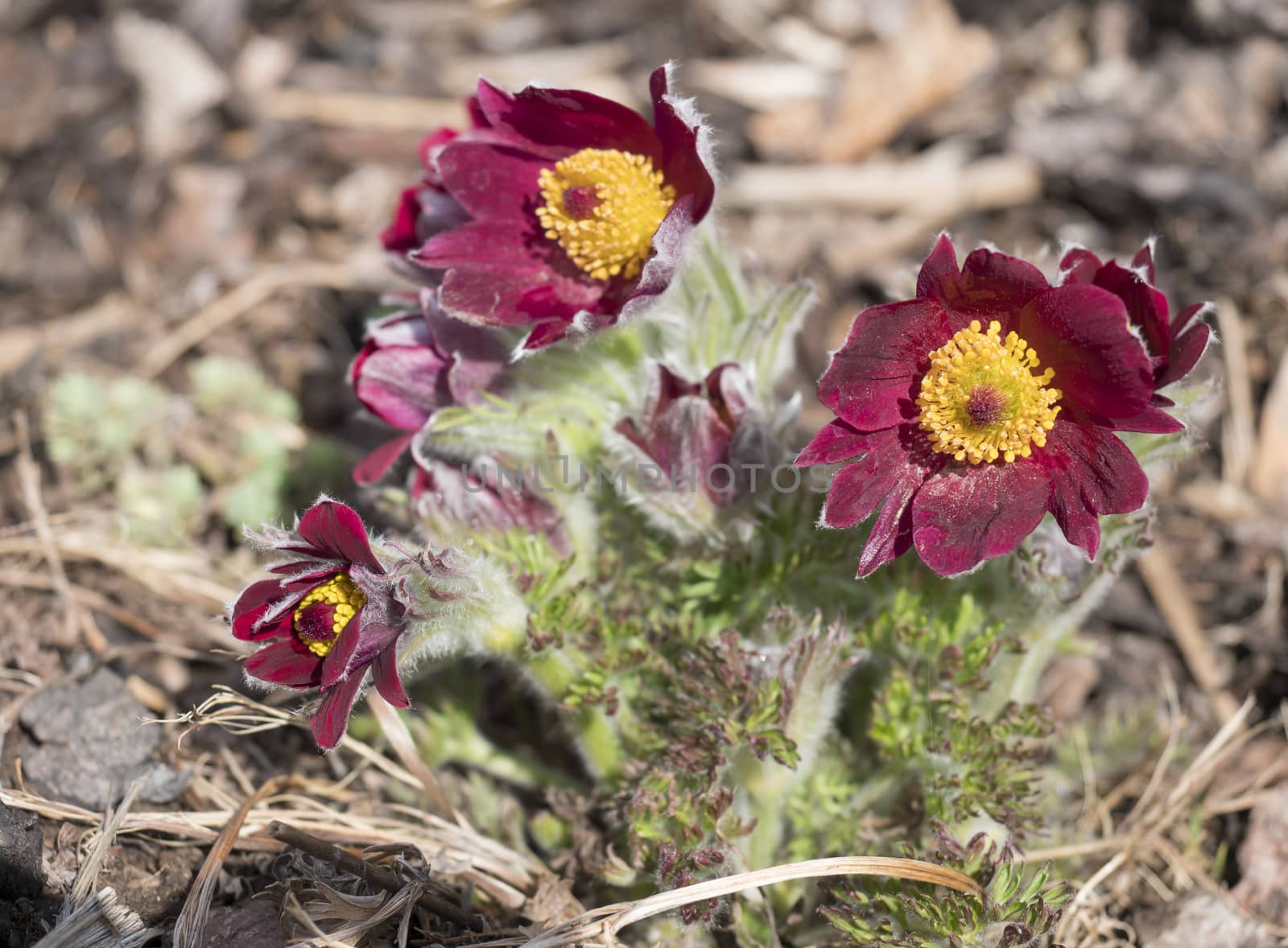 Bunch of close up Pulsatilla pratensis purple violet Flowers. pasque, prairie crocus, and cutleaf anemone crimson flowers covered with small hairs. The first spring easter flowers. Selective focus.