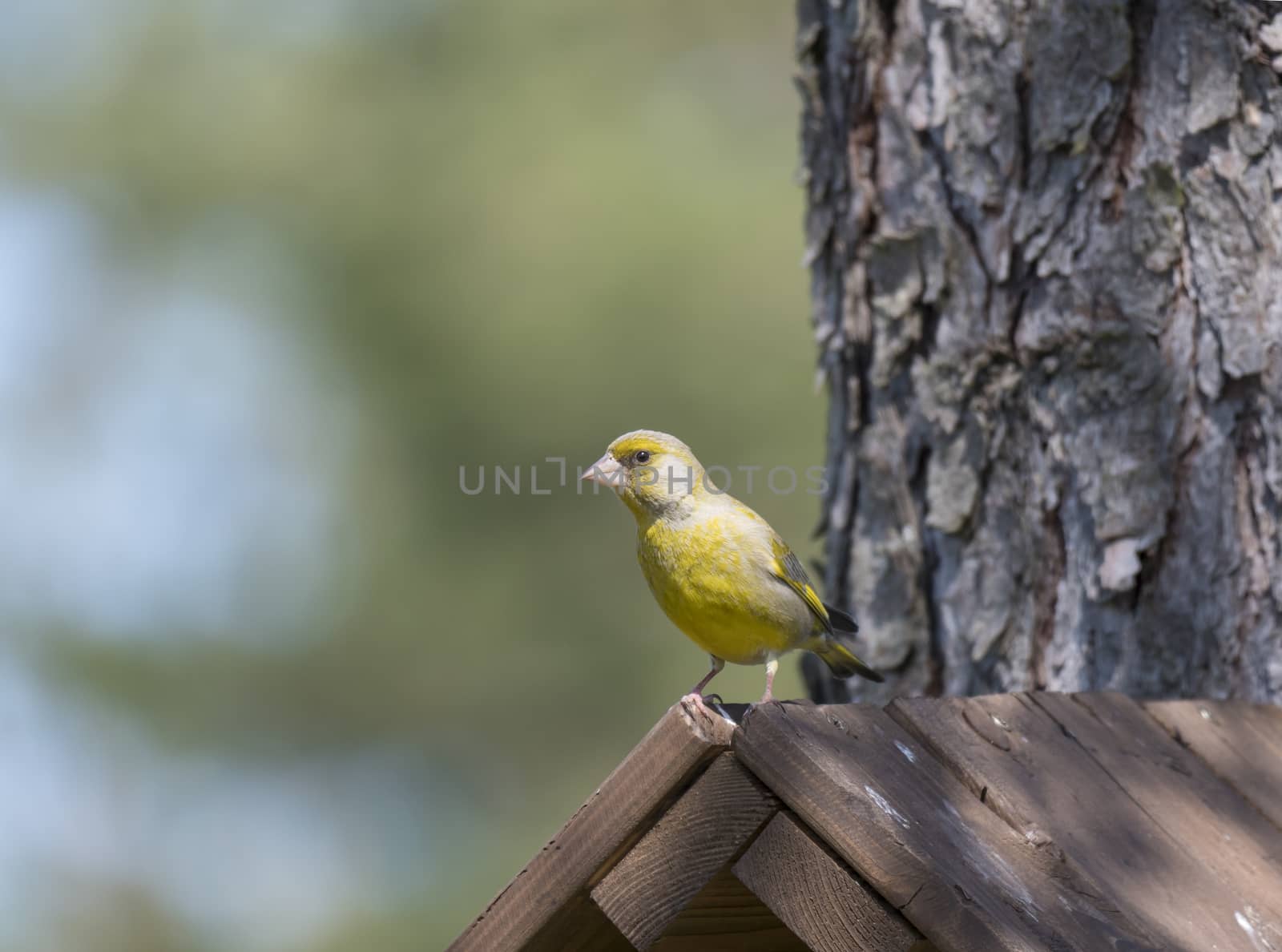 Close up male European greenfinch, Chloris chloris sits on top of nesting box, birdhouse at larch tree trunk. Chloris chloris is passerine bird in the finch family Fringillidae. Copy space.