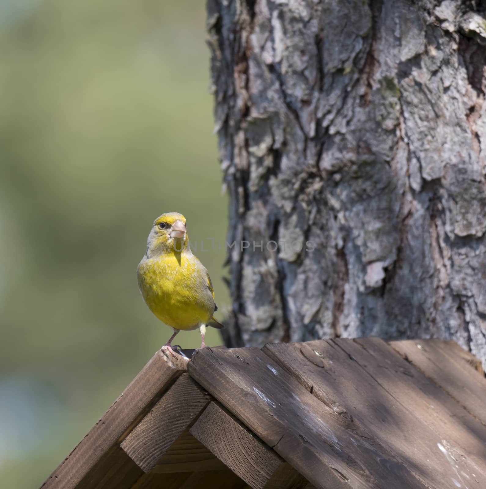 Close up male European greenfinch, Chloris chloris sits on top of nesting box, birdhouse at larch tree trunk. Chloris chloris is passerine bird in the finch family Fringillidae. Copy space by Henkeova