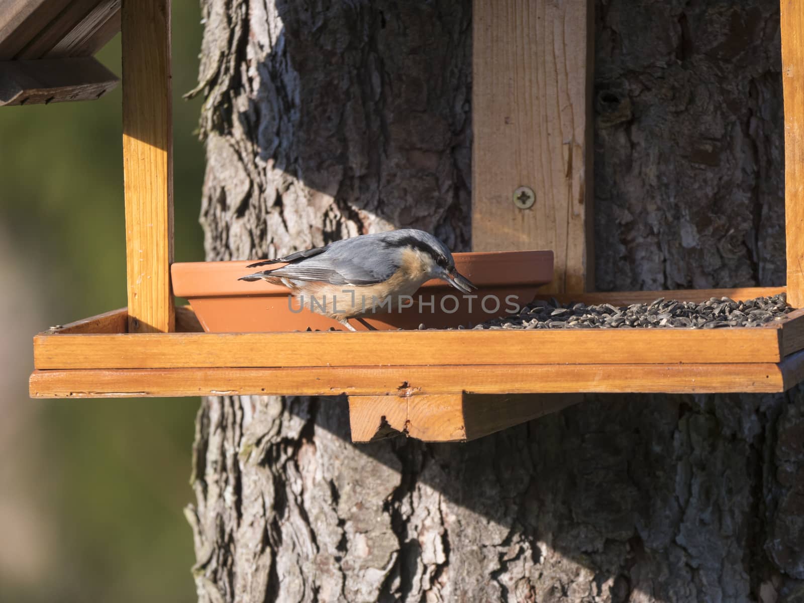 Close up wood Nuthatch or Eurasian nuthatch, Sitta europaea perched on the bird feeder table with sunflower seed. Bird feeding concept.