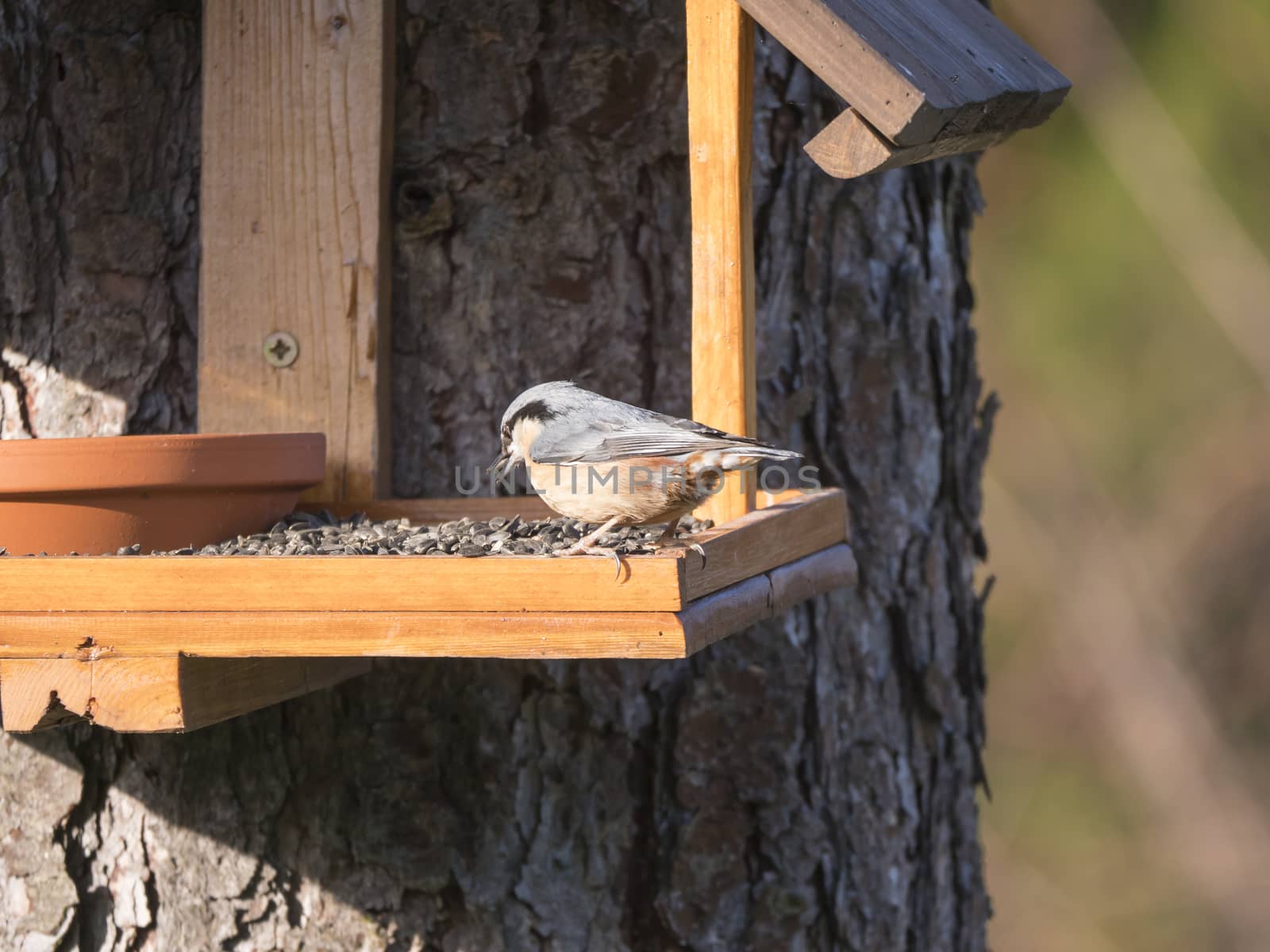 Close up wood Nuthatch or Eurasian nuthatch, Sitta europaea perched on the bird feeder table with sunflower seed in beak. Bird feeding concept by Henkeova