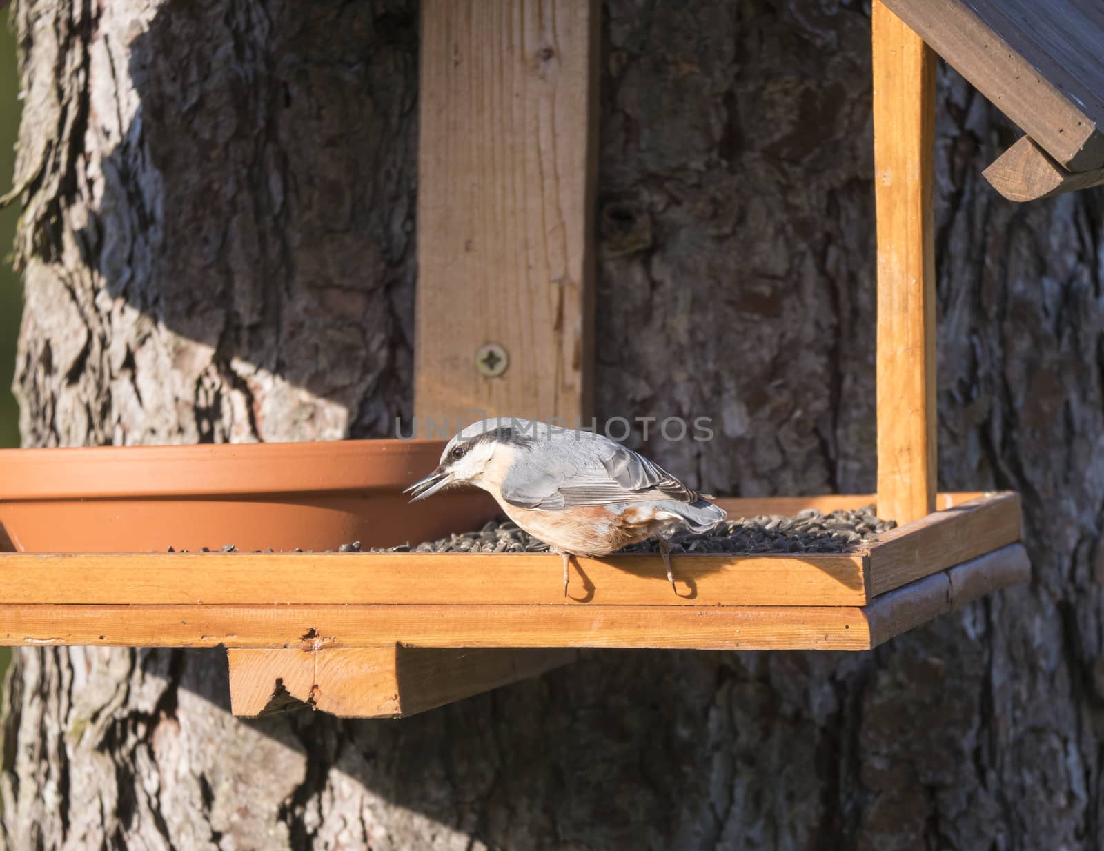 Close up wood Nuthatch or Eurasian nuthatch, Sitta europaea perched on the bird feeder table with sunflower seed in beak. Bird feeding concept by Henkeova