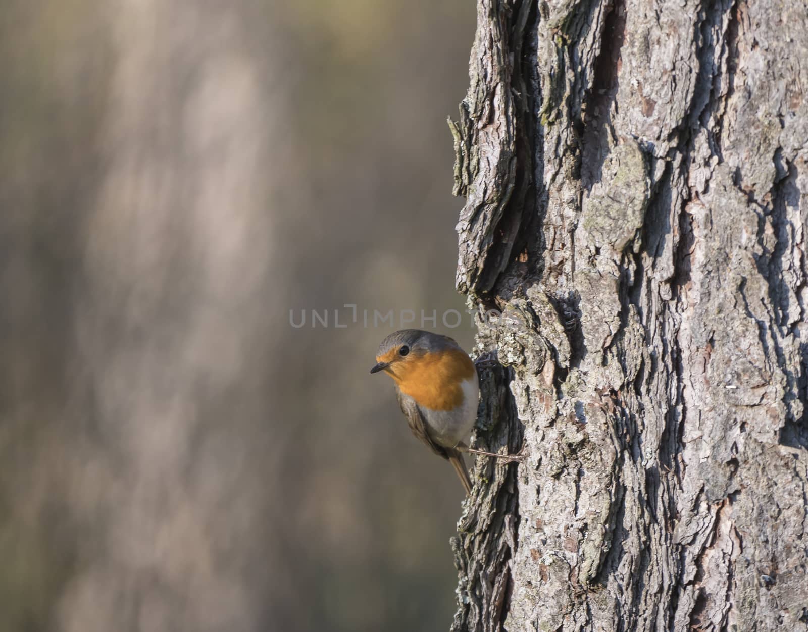 Close up wood European robin, Erithacus rubecula climbing on larch tree trunk lookin to the camara. Beige bokeh background, copy space. by Henkeova