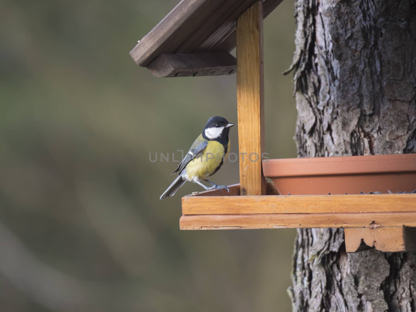 Close up Great tit, Parus major bird perched on the bird feeder table with sunflower seed. Bird feeding concept. Selective focus