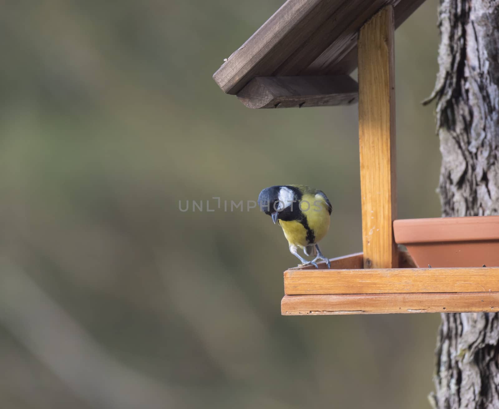 Close up Great tit, Parus major bird perched on the bird feeder table with sunflower seed. Bird feeding concept. Selective focus