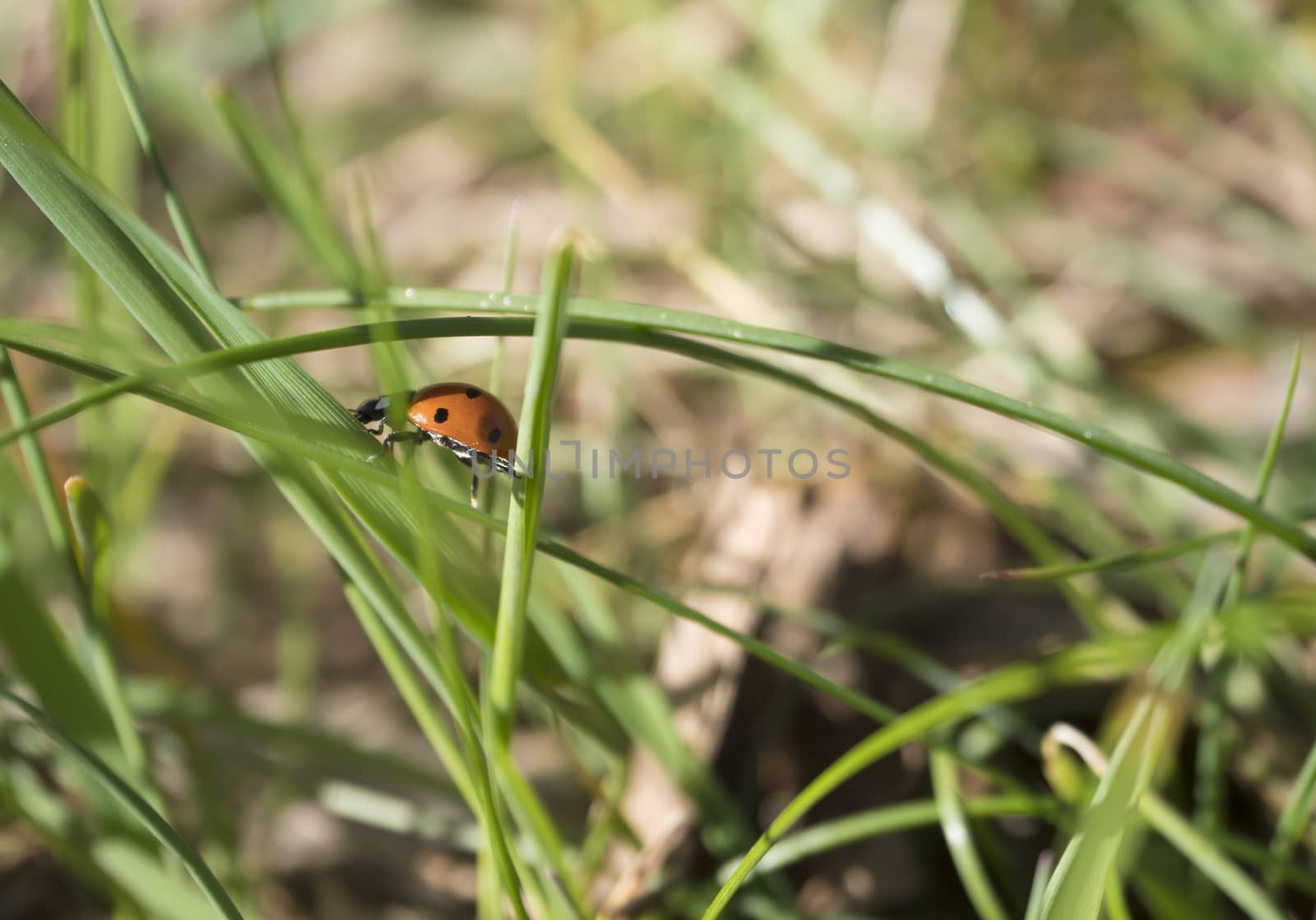 Close up macro of ladybug ladybird, ladybeetle on green blades of spring grass, selective focus, copy space.