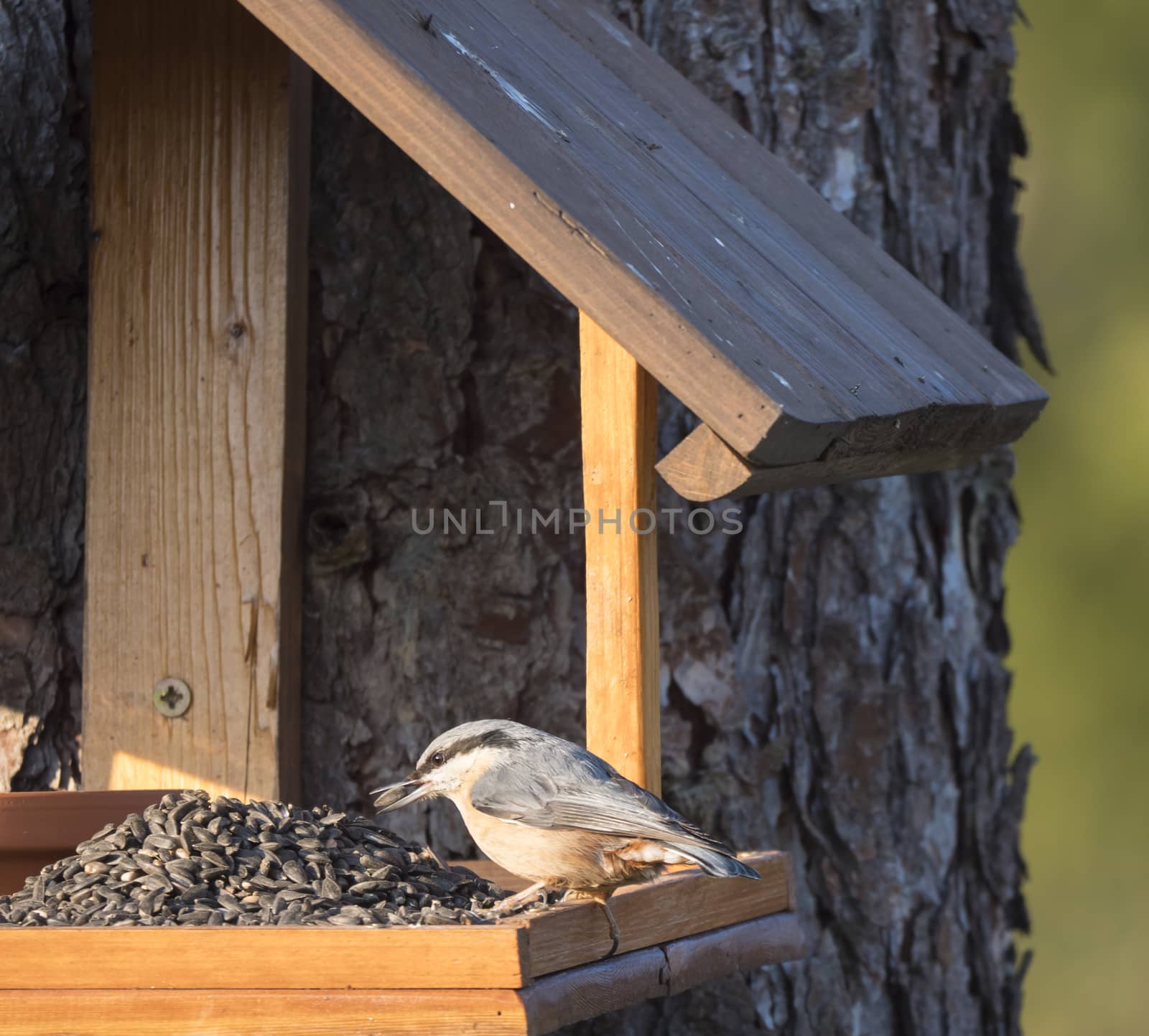 Close up wood Nuthatch or Eurasian nuthatch, Sitta europaea perched on the bird feeder table with sunflower seed in beak. Bird feeding concept by Henkeova