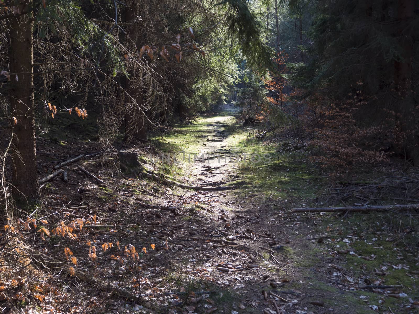 Small foot Path through green spring spruce tree and beech forest in golden hour light by Henkeova