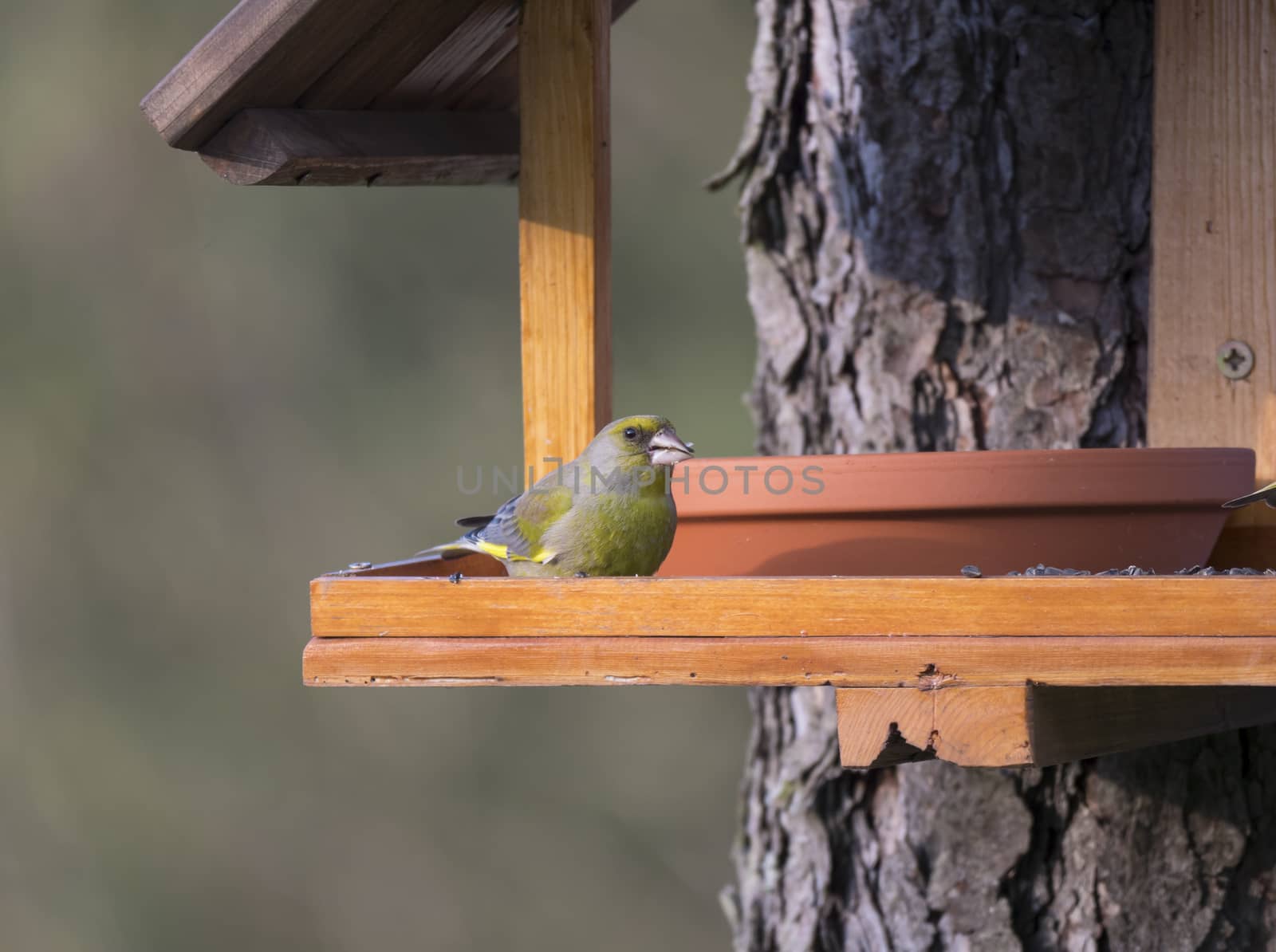 Close up male European greenfinch, Chloris chloris bird perched on the bird feeder table with sunflower seed. Bird feeding concept. Selective focus