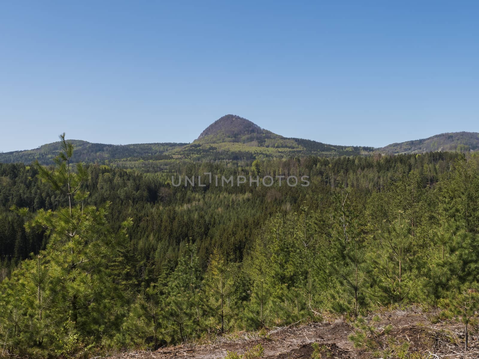 Spring landscape in Lusatian Mountains with view point hill Klic or Kleis, fresh deciduous and spruce tree forest. Blue sky background, horizontal, copy space.