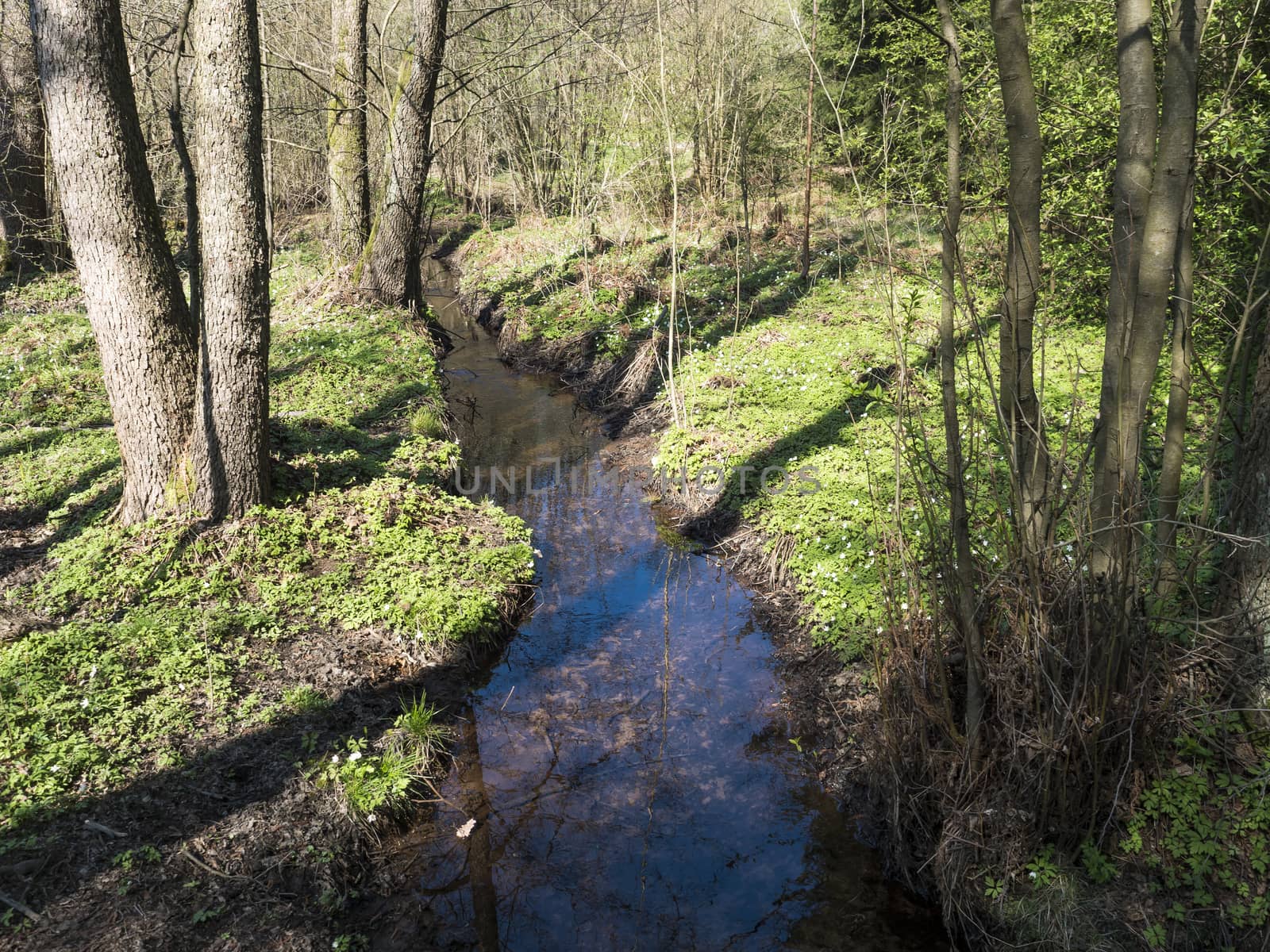 winding forest brook, blue water stream with white wood anemone flowers ,green grass and trees in sun light. Early pring background by Henkeova