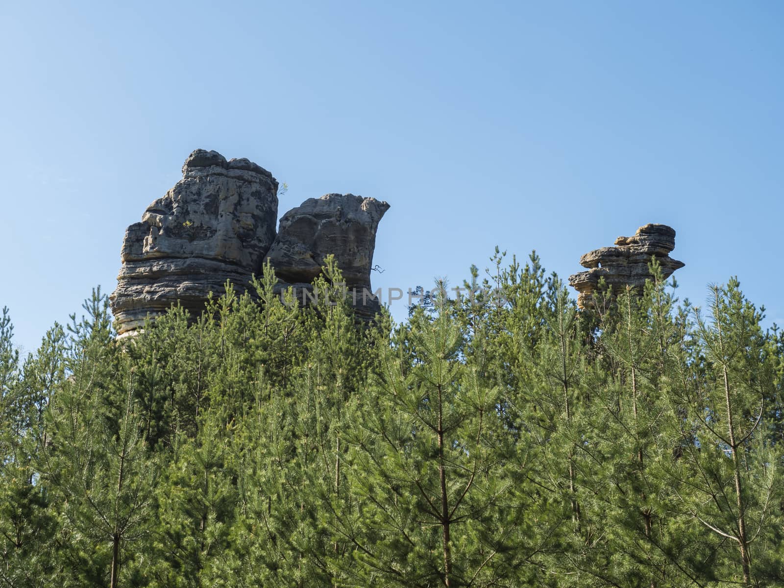 Sandstone rock pillar in spring landscape in Lusatian Mountains with fresh deciduous and spruce tree forest. Blue sky background, copy space by Henkeova
