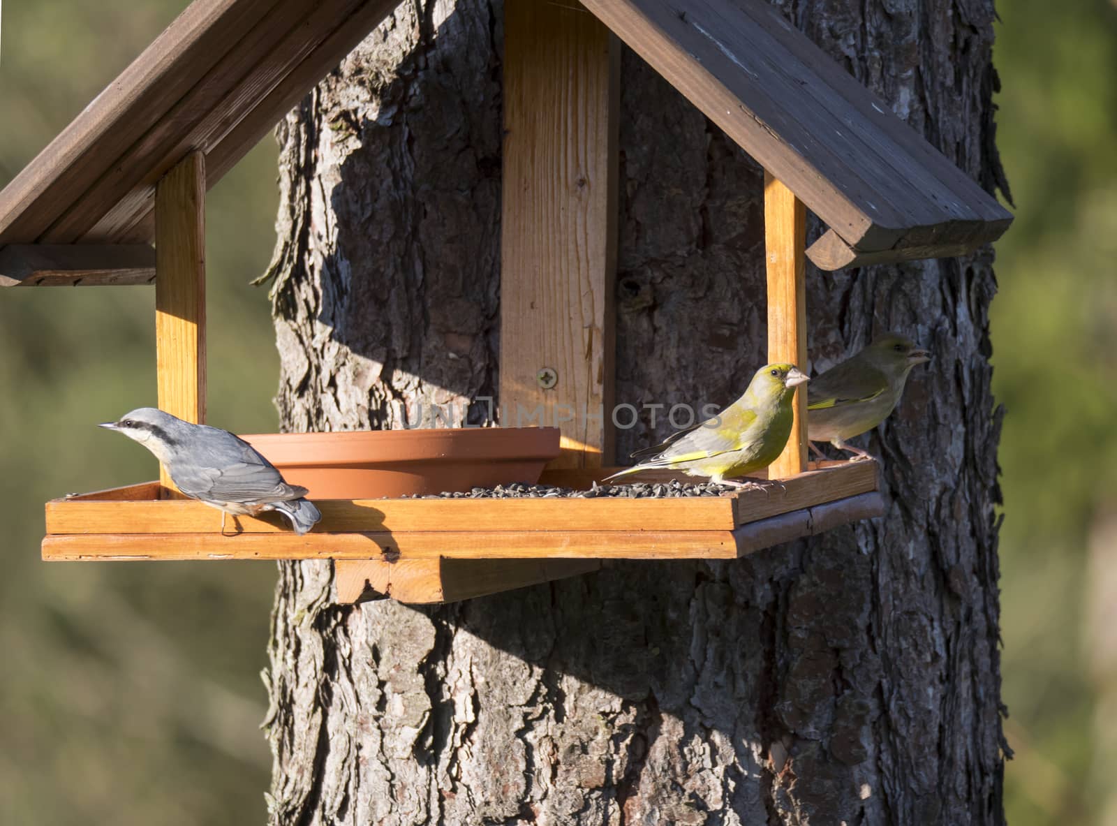 Close up Nuthatch or Eurasian nuthatch, Sitta europaea and two European greenfinch, Chloris chloris bird perched on the bird feeder table with sunflower seed. Bird feeding concept. Selective focus