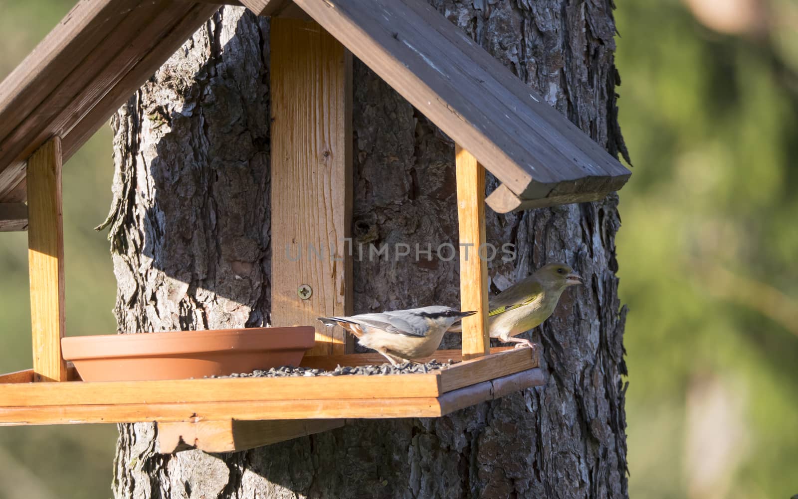Close up Nuthatch or Eurasian nuthatch, Sitta europaea and European greenfinch, Chloris chloris bird perched on the bird feeder table with sunflower seed. Bird feeding concept. Selective focus. by Henkeova