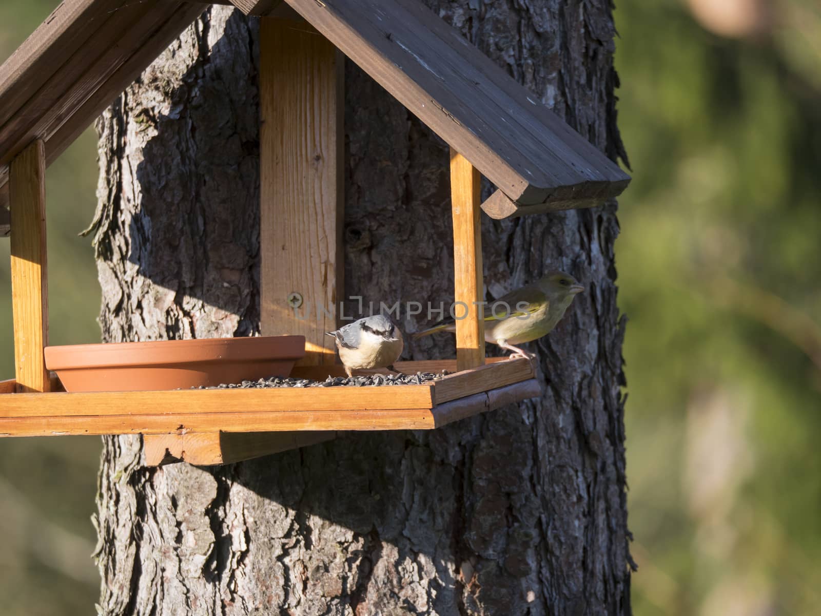 Close up Nuthatch or Eurasian nuthatch, Sitta europaea and European greenfinch, Chloris chloris bird perched on the bird feeder table with sunflower seed. Bird feeding concept. Selective focus. by Henkeova