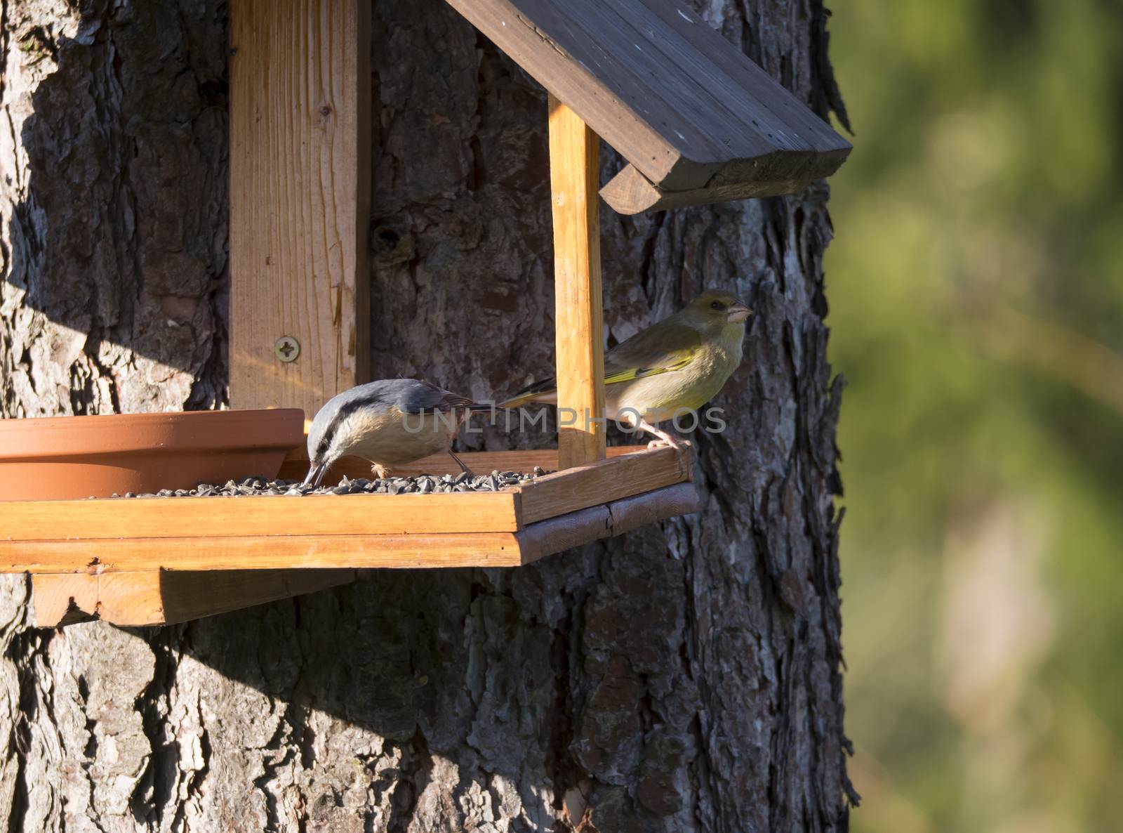 Close up Nuthatch or Eurasian nuthatch, Sitta europaea and European greenfinch, Chloris chloris bird perched on the bird feeder table with sunflower seed. Bird feeding concept. Selective focus. by Henkeova