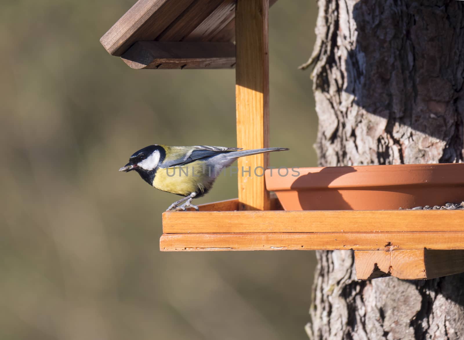 Close up Great tit, Parus major bird perched on the bird feeder table with sunflower seed in beak. Bird feeding concept. Selective focus