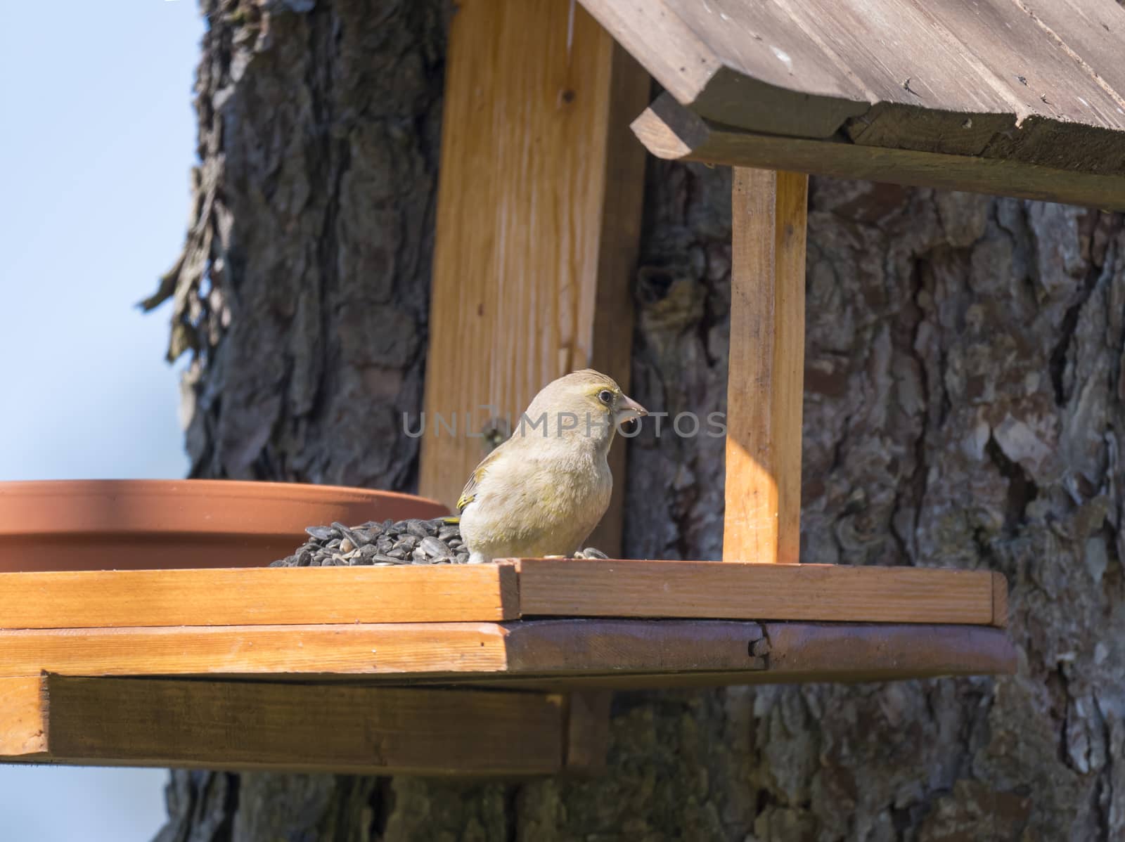 Close up female European greenfinch, Chloris chloris bird perched on the bird feeder table with sunflower seed. Bird feeding concept. Selective focus