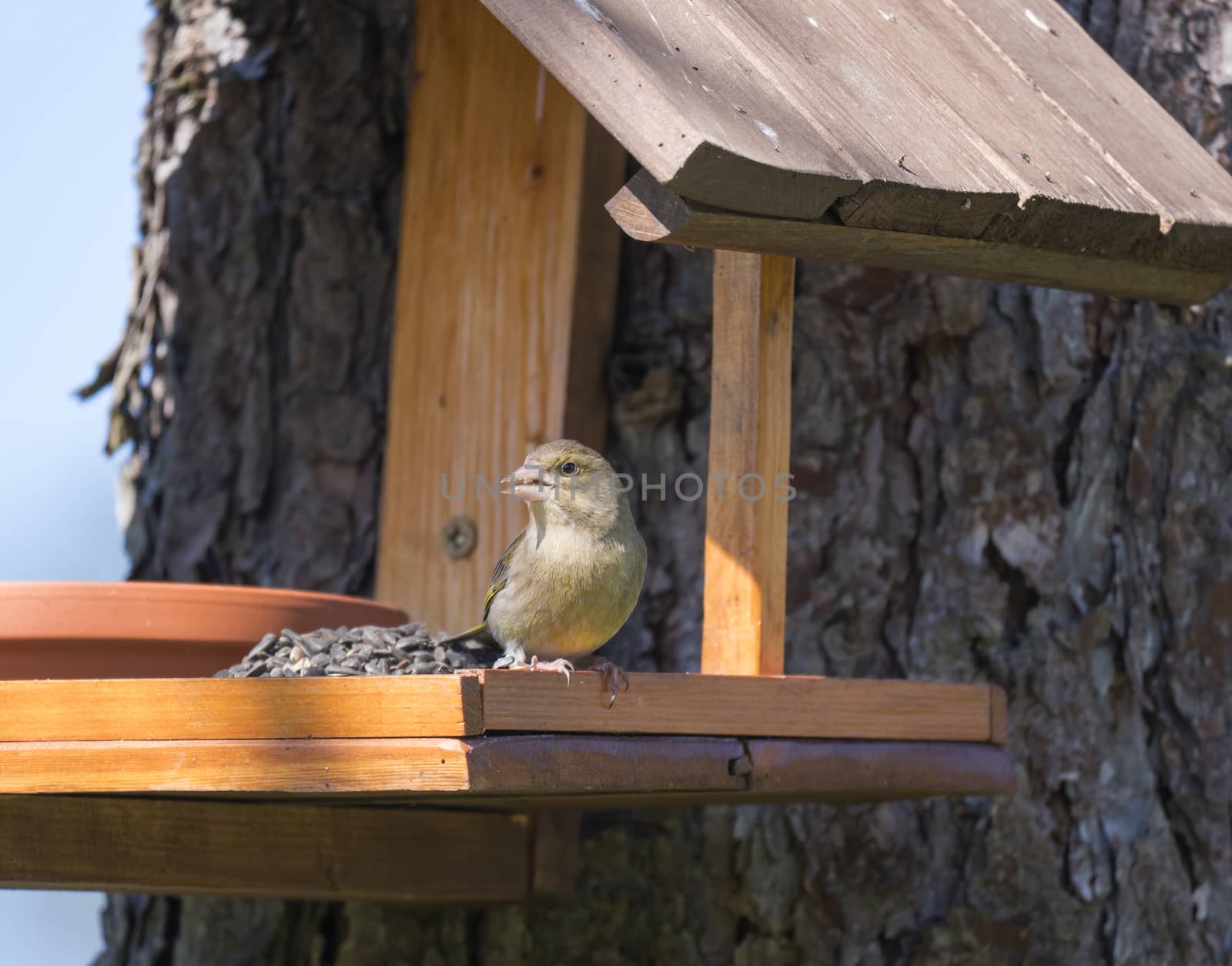 Close up female European greenfinch, Chloris chloris bird perched on the bird feeder table with sunflower seed. Bird feeding concept. Selective focus. by Henkeova