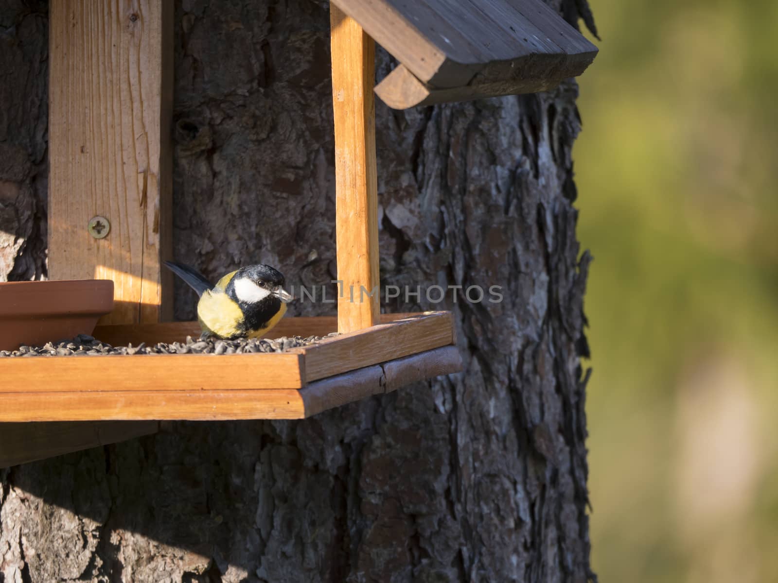 Close up Great tit, Parus major bird perched on the bird feeder table with sunflower seed in beak. Bird feeding concept. Selective focus