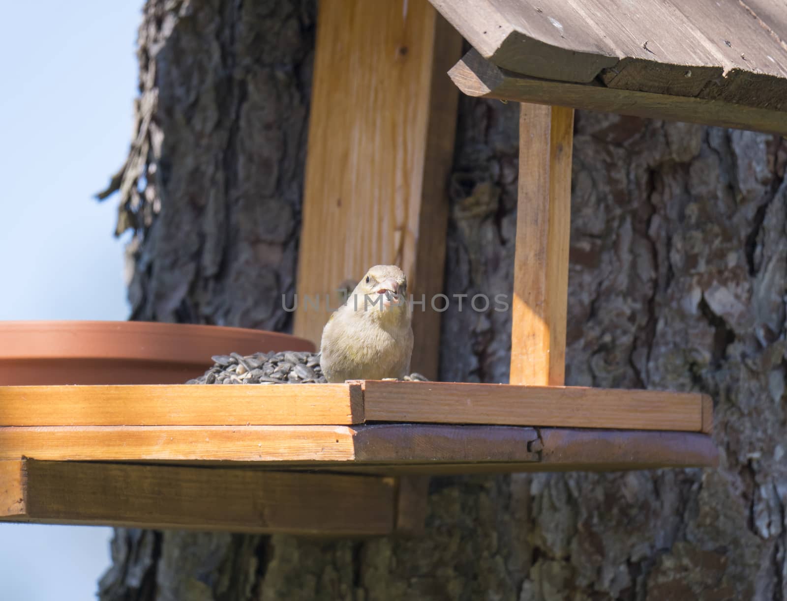 Close up female European greenfinch, Chloris chloris bird perched on the bird feeder table with sunflower seed. Bird feeding concept. Selective focus