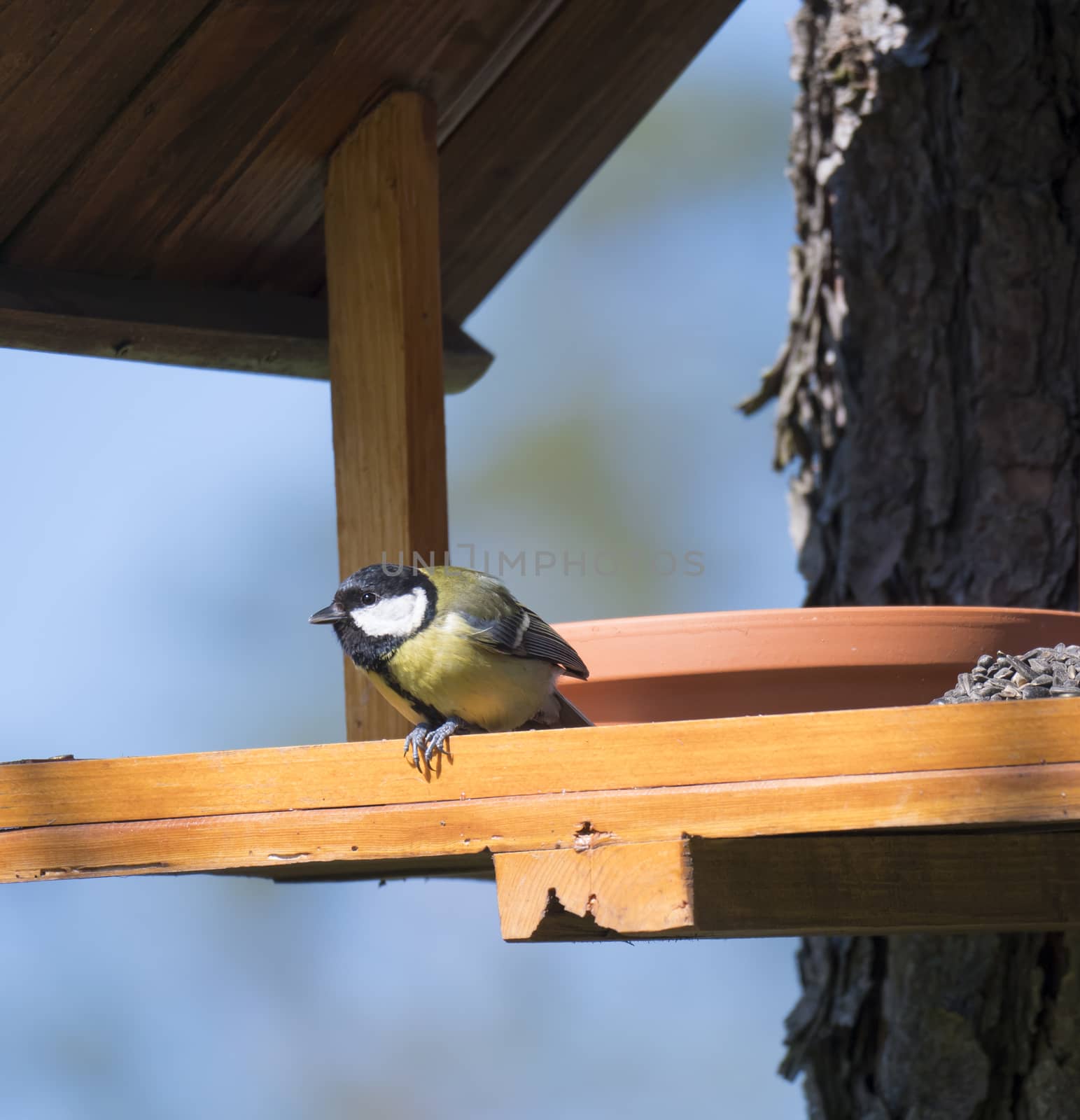 Close up Great tit, Parus major bird perched on the bird feeder table with sunflower seed. Bird feeding concept. Selective focus. by Henkeova