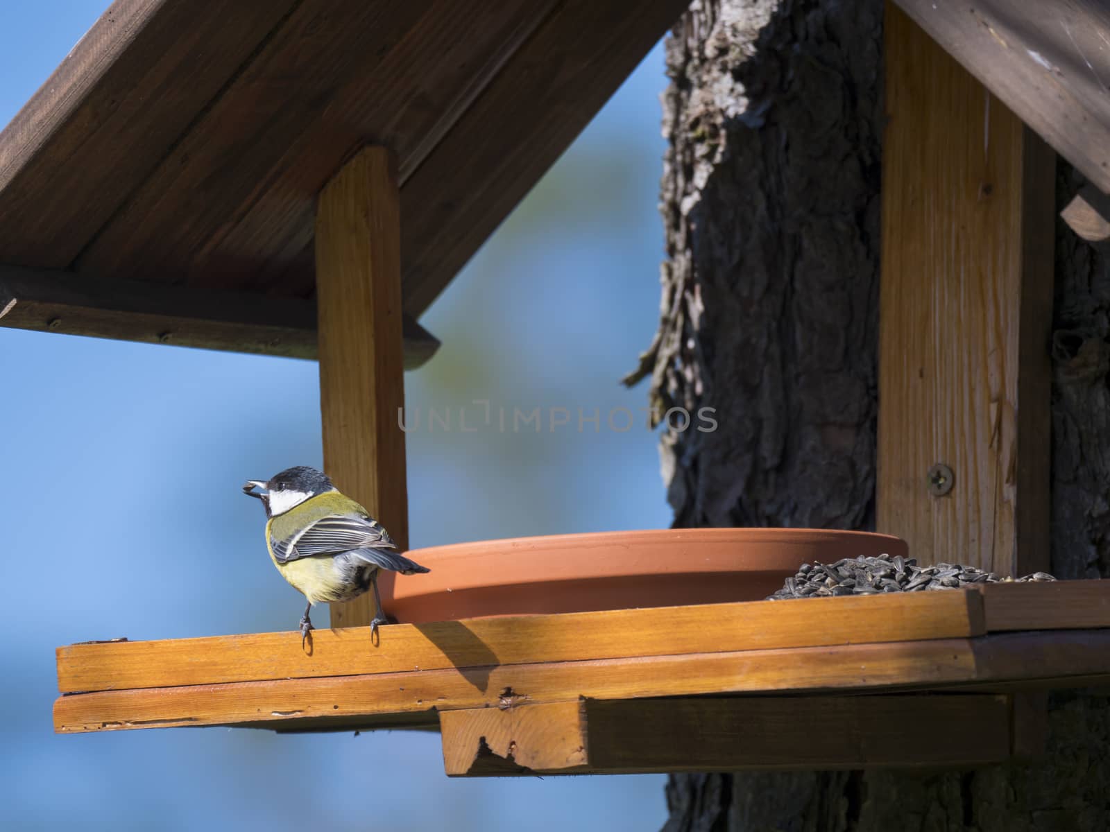 Close up Great tit, Parus major bird perched on the bird feeder table with sunflower seed in beak. Bird feeding concept. Selective focus