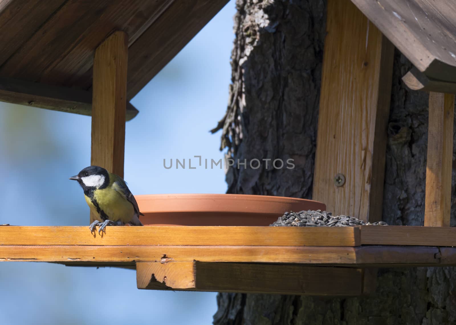 Close up Great tit, Parus major bird perched on the bird feeder table with sunflower seed. Bird feeding concept. Selective focus