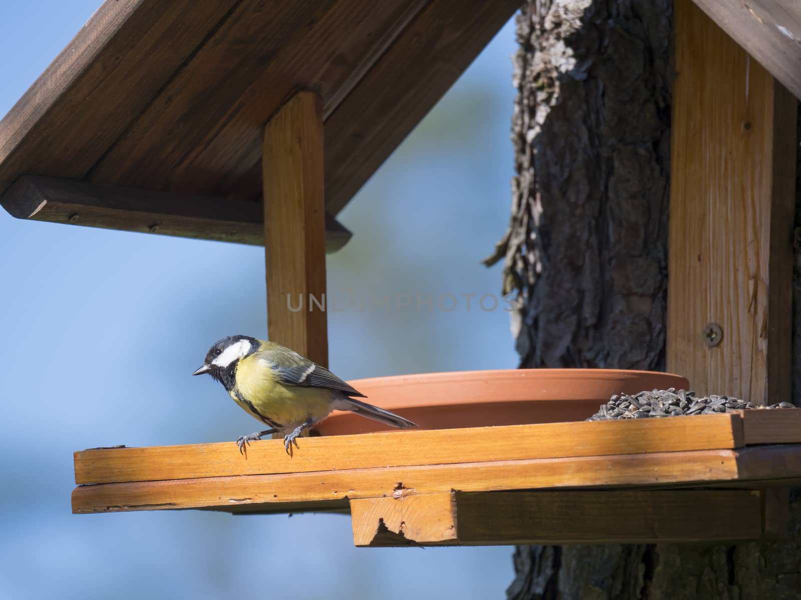 Close up Great tit, Parus major bird perched on the bird feeder table with sunflower seed. Bird feeding concept. Selective focus. by Henkeova