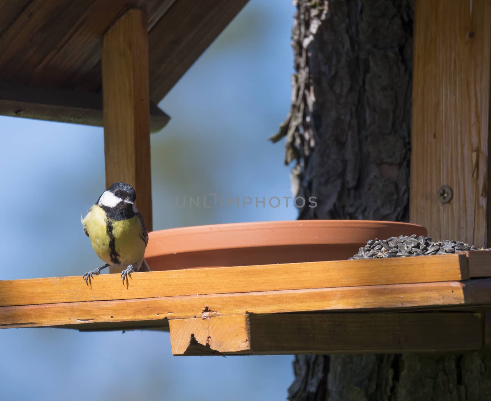 Close up Great tit, Parus major bird perched on the bird feeder table with sunflower seed. Bird feeding concept. Selective focus. by Henkeova