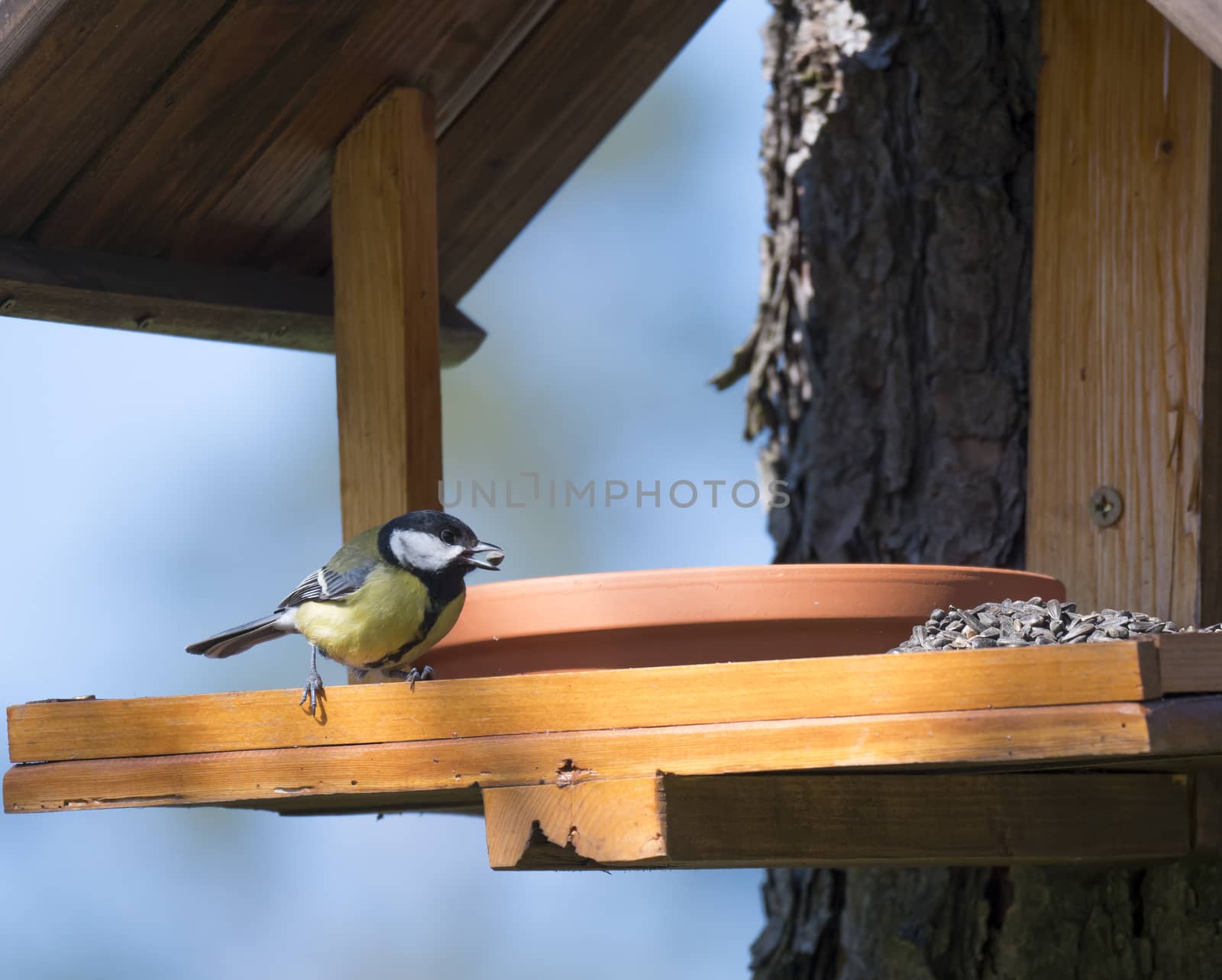 Close up Great tit, Parus major bird perched on the bird feeder table with sunflower seed in beak. Bird feeding concept. Selective focus