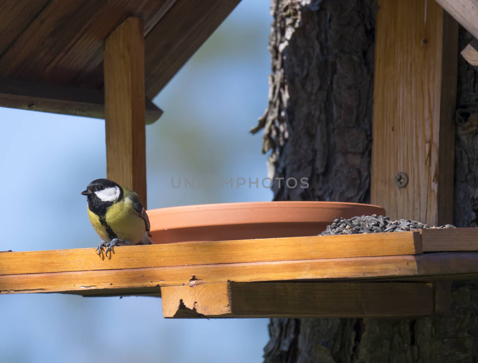 Close up Great tit, Parus major bird perched on the bird feeder table with sunflower seed. Bird feeding concept. Selective focus