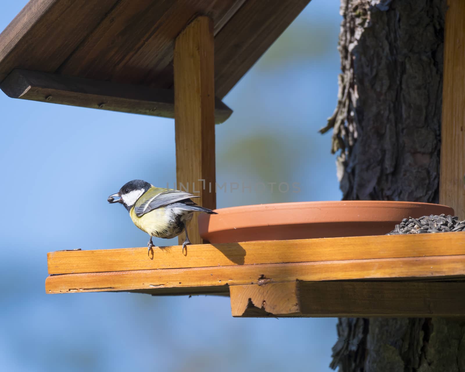 Close up Great tit, Parus major bird perched on the bird feeder table with sunflower seed in beak. Bird feeding concept. Selective focus. by Henkeova